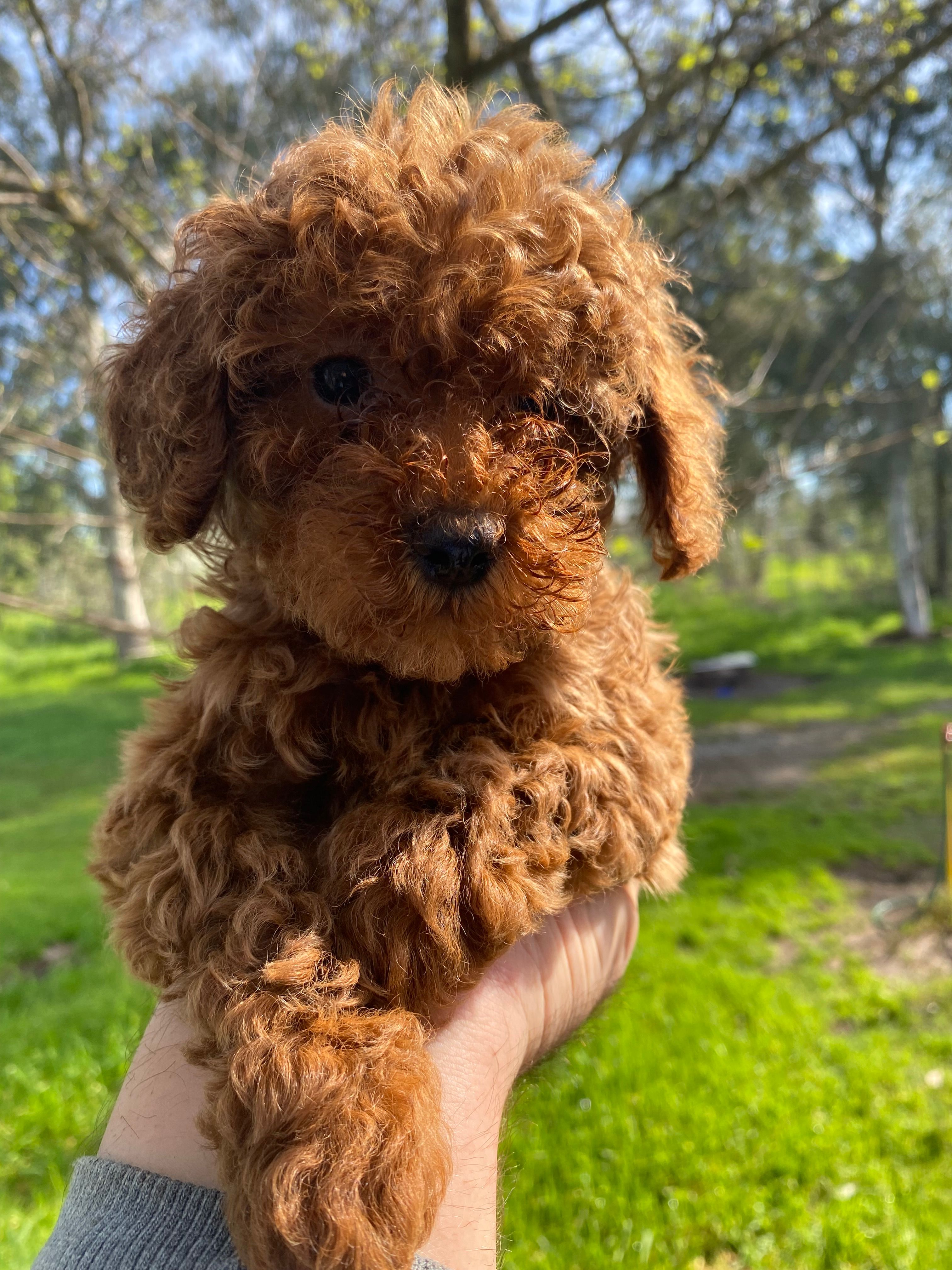 Toy poodle 