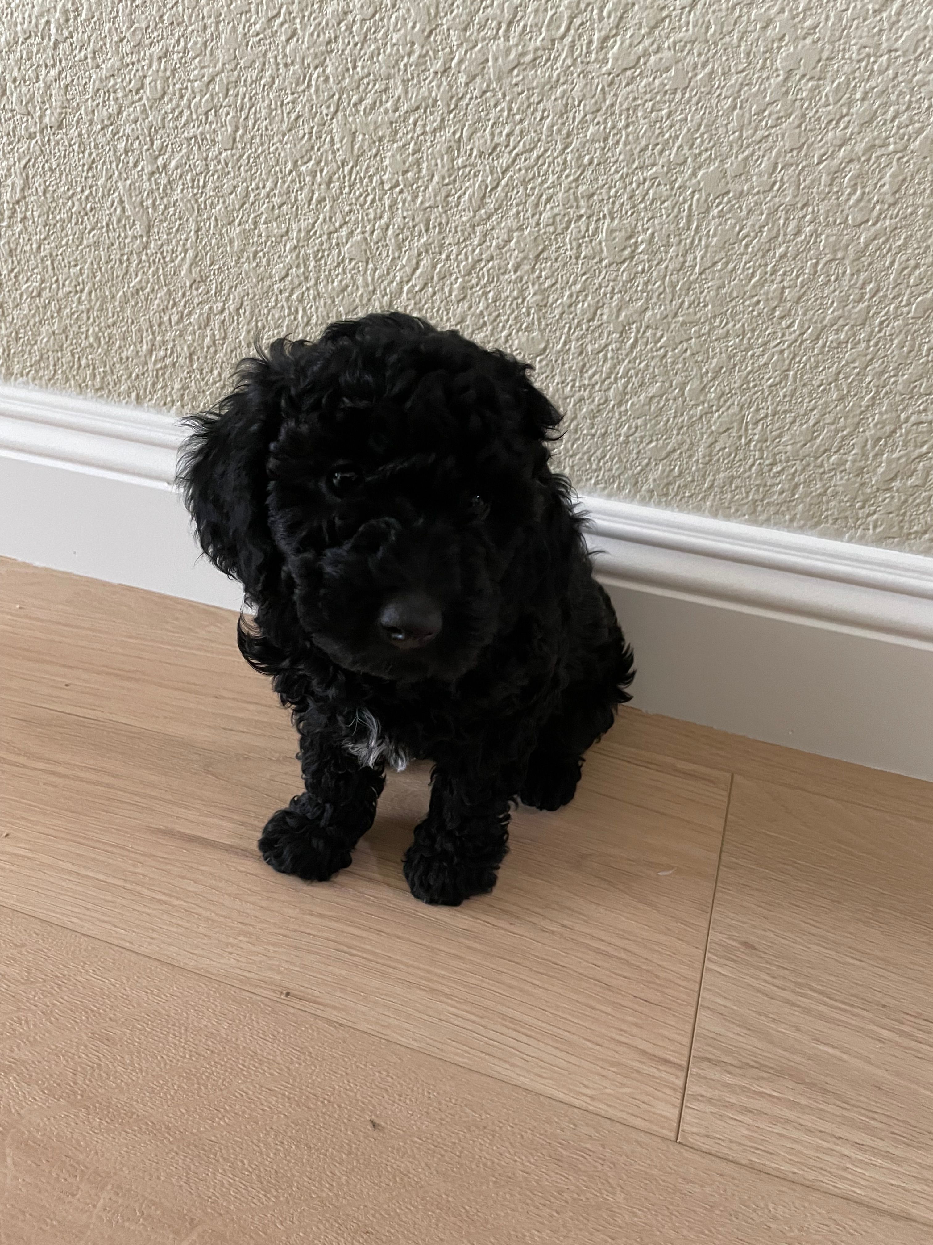 Mia – Poodle - Toy  puppy for sale in Sacramento, CA