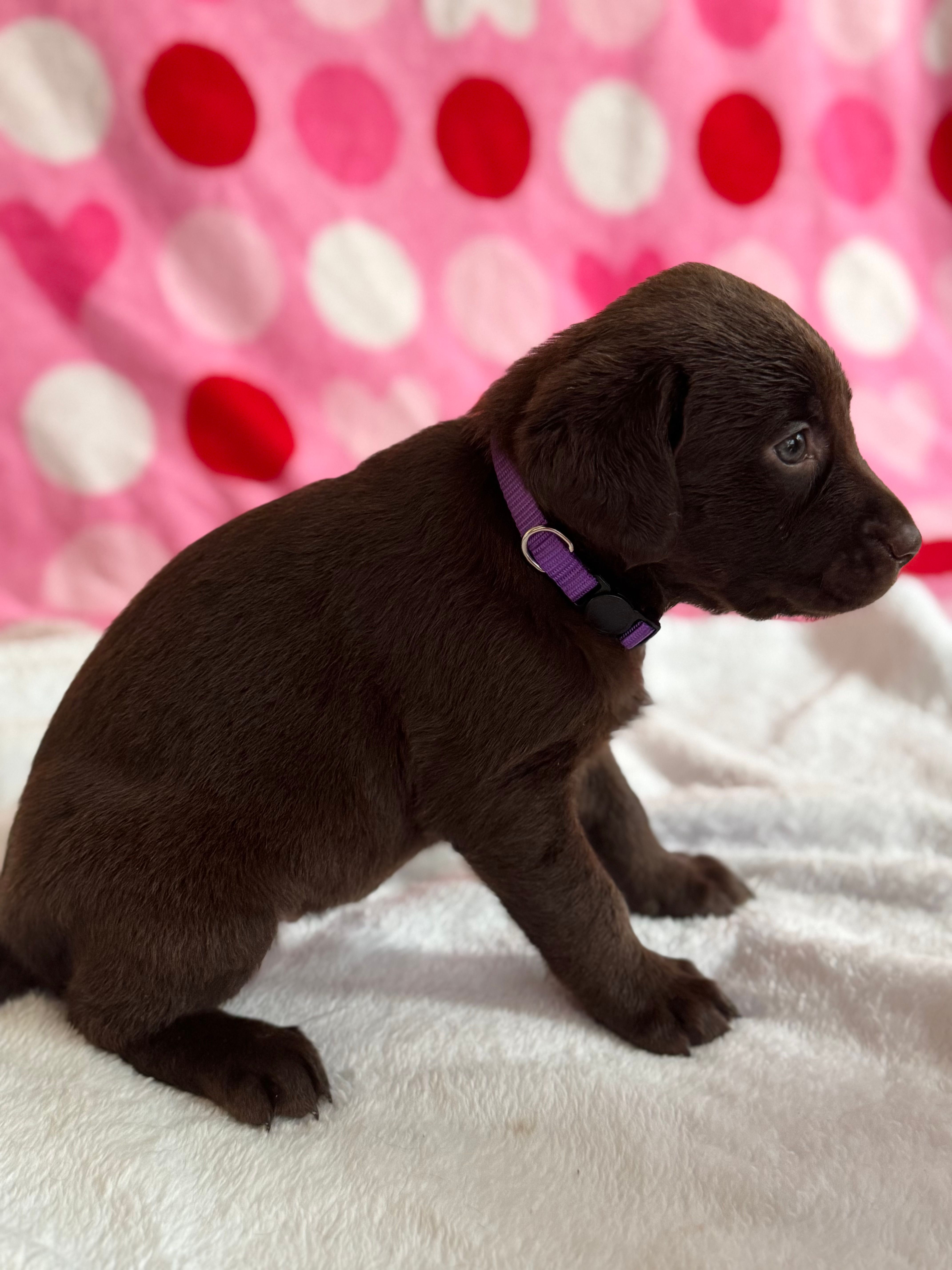 Purple – Labrador Retriever puppy for sale in Dearing, GA