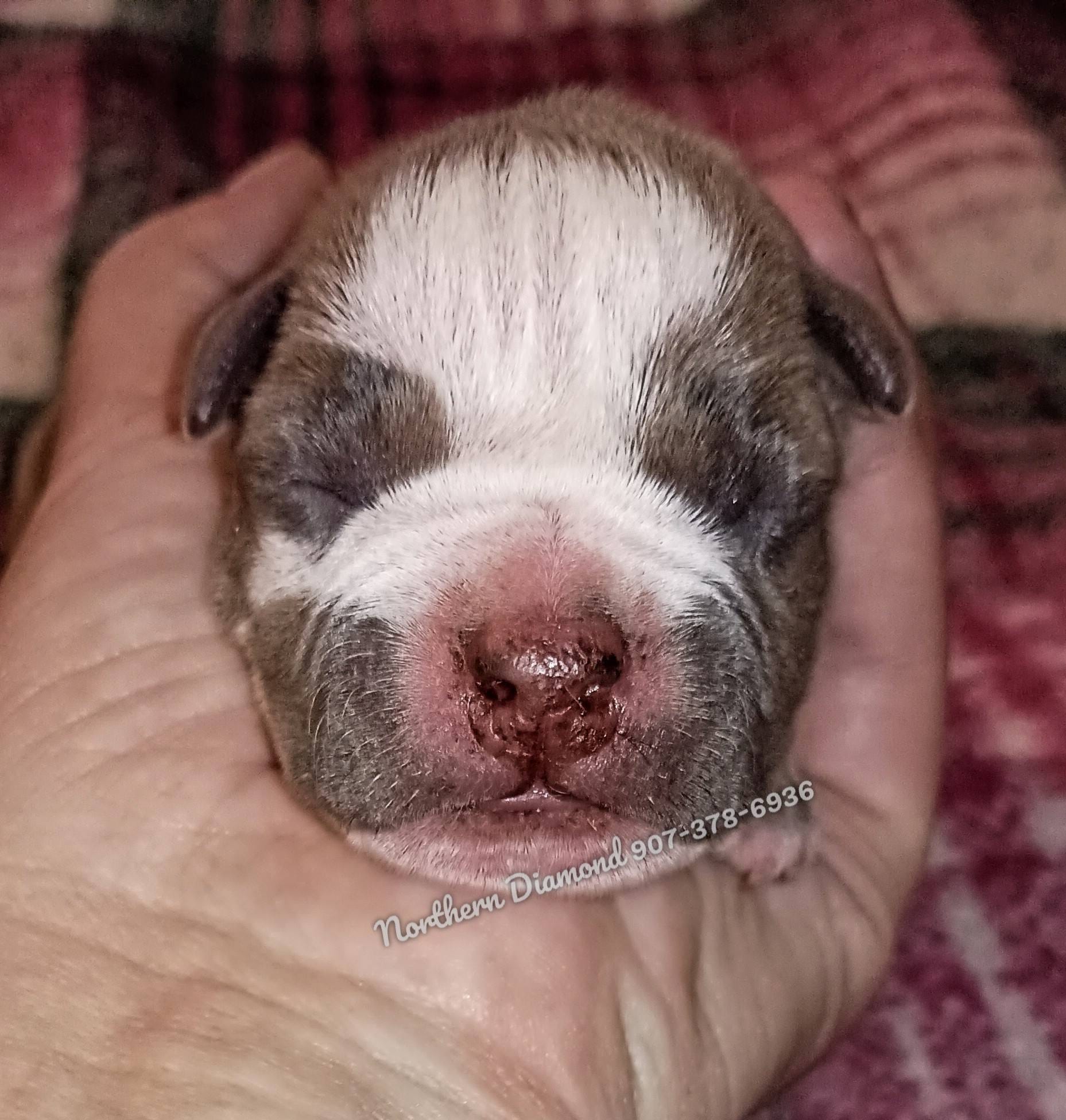 Punkin baby – American Bully puppy for sale in Phoenix, AZ