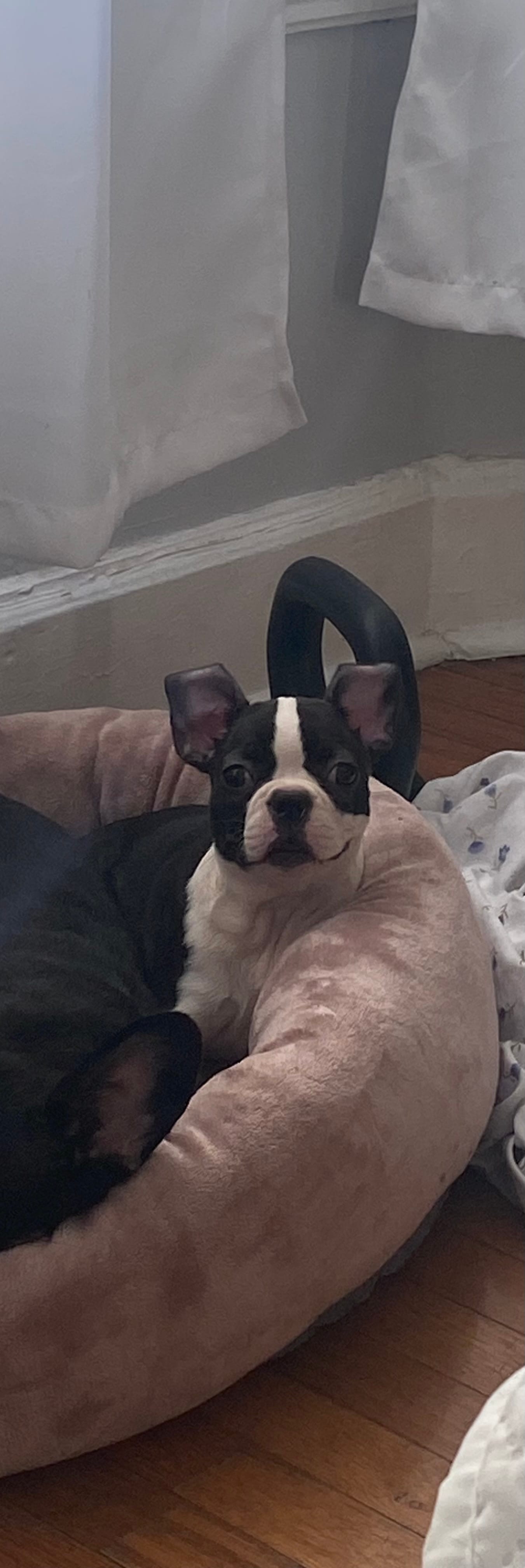 Liona  – Frenchton puppy for sale in Lebanon, PA