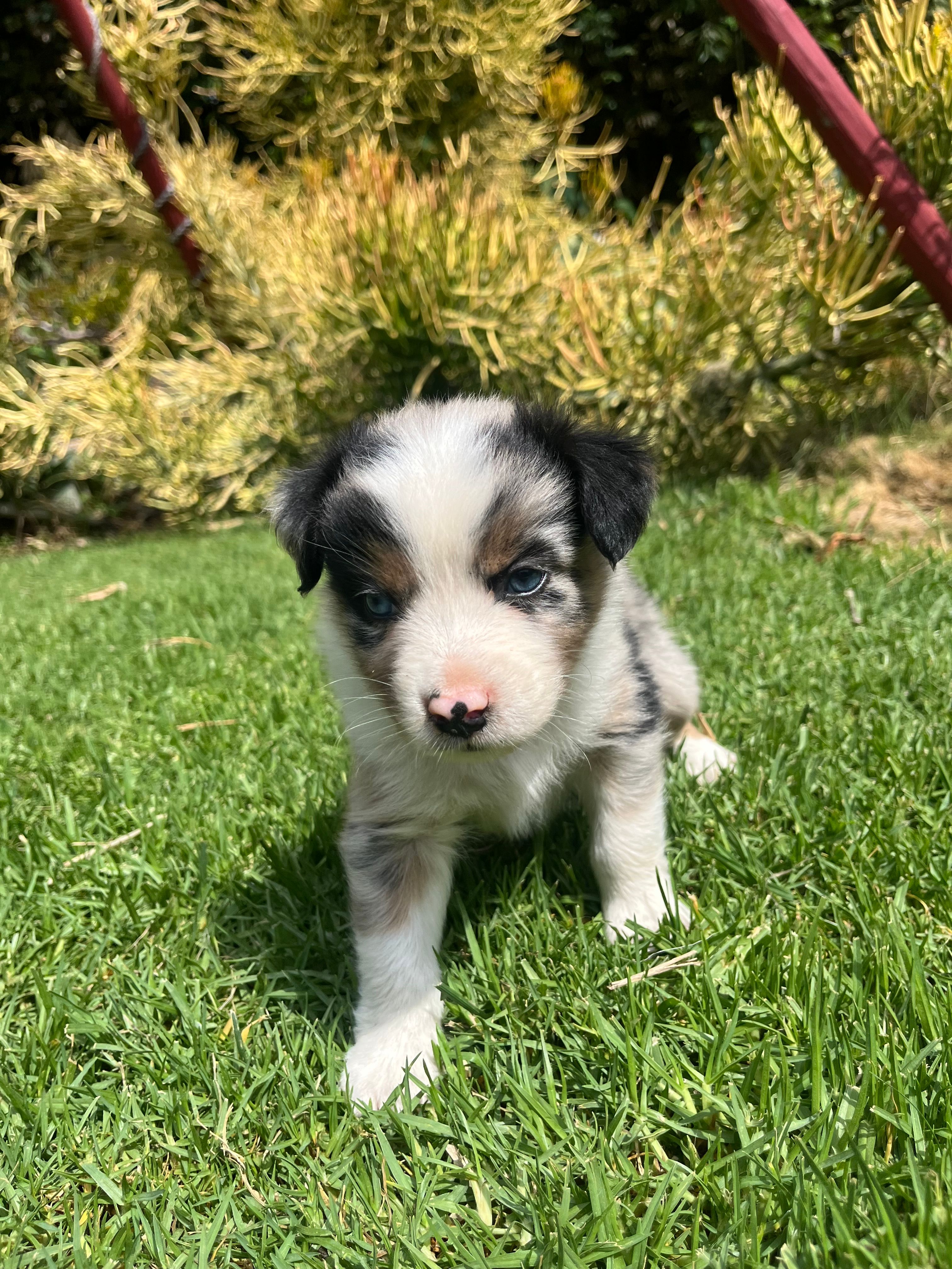 River – Australian Shepherd puppy for sale in Vista, CA