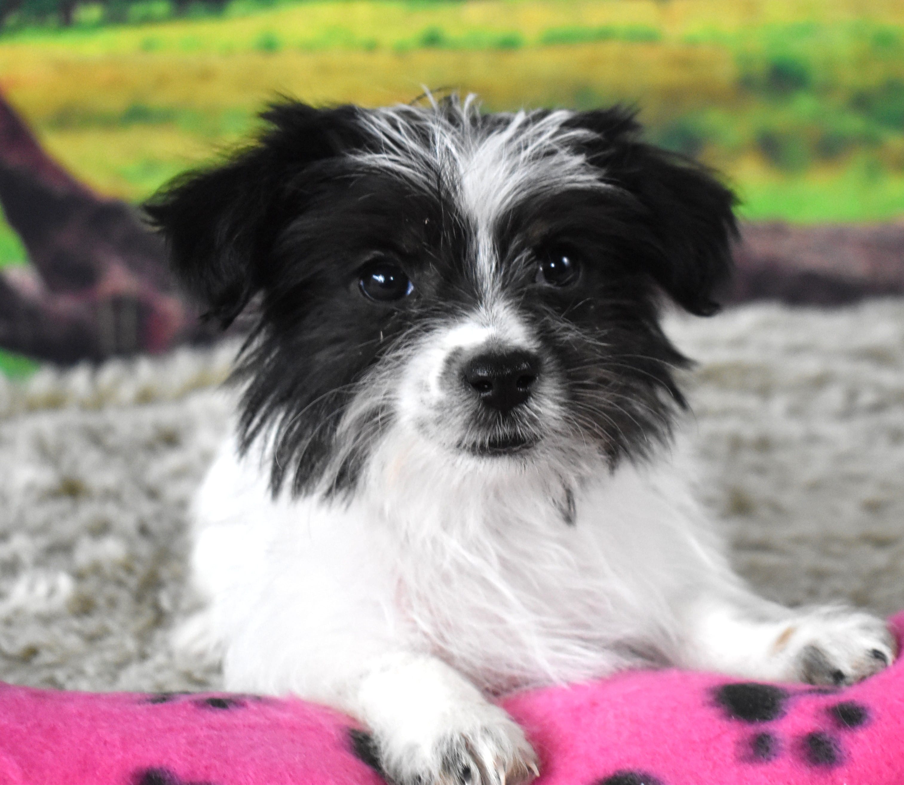 396 – Morkie puppy for sale in Seagraves, TX