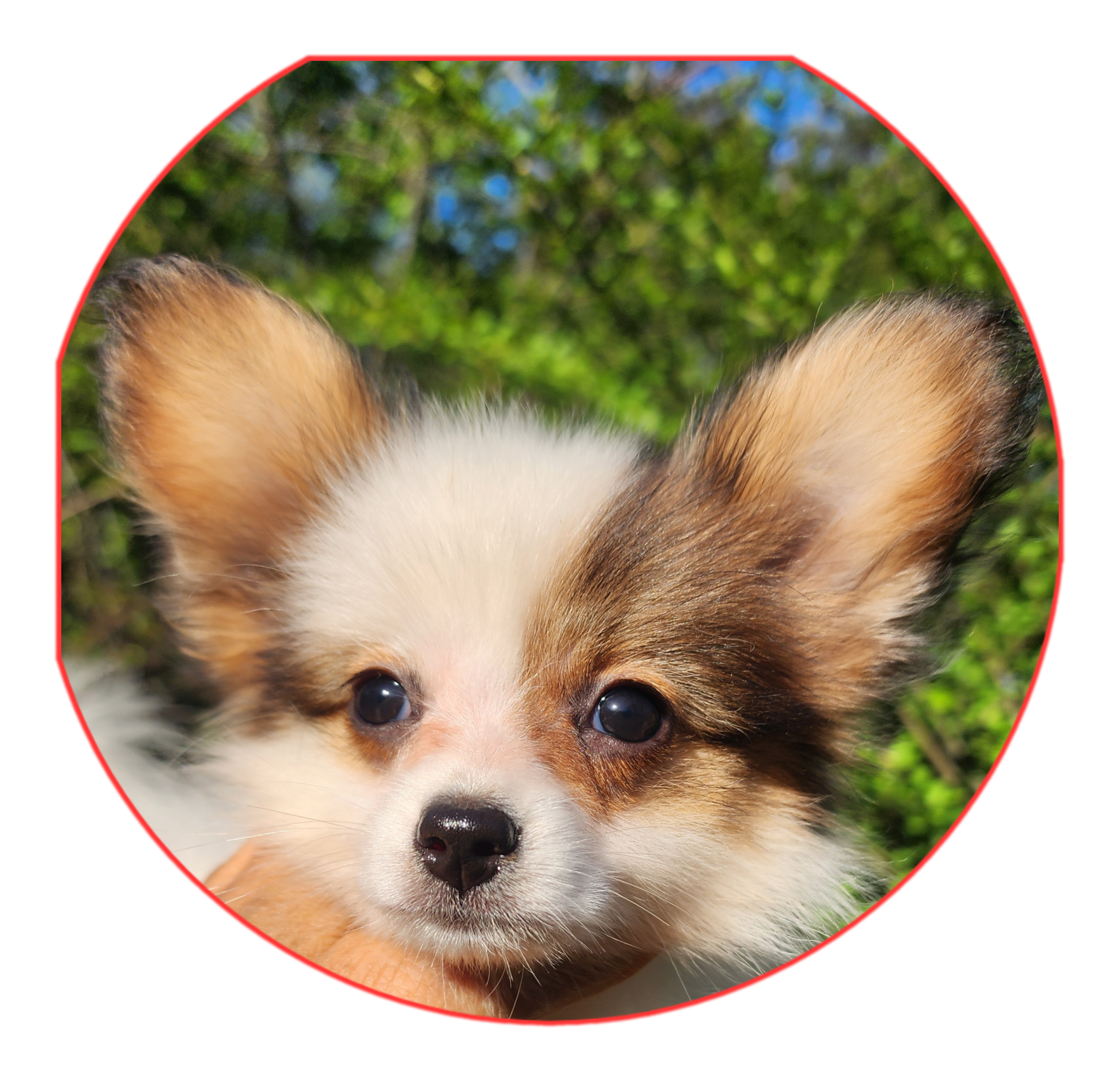 Bouquet  – Papillon puppy for sale in Rutledge, AL