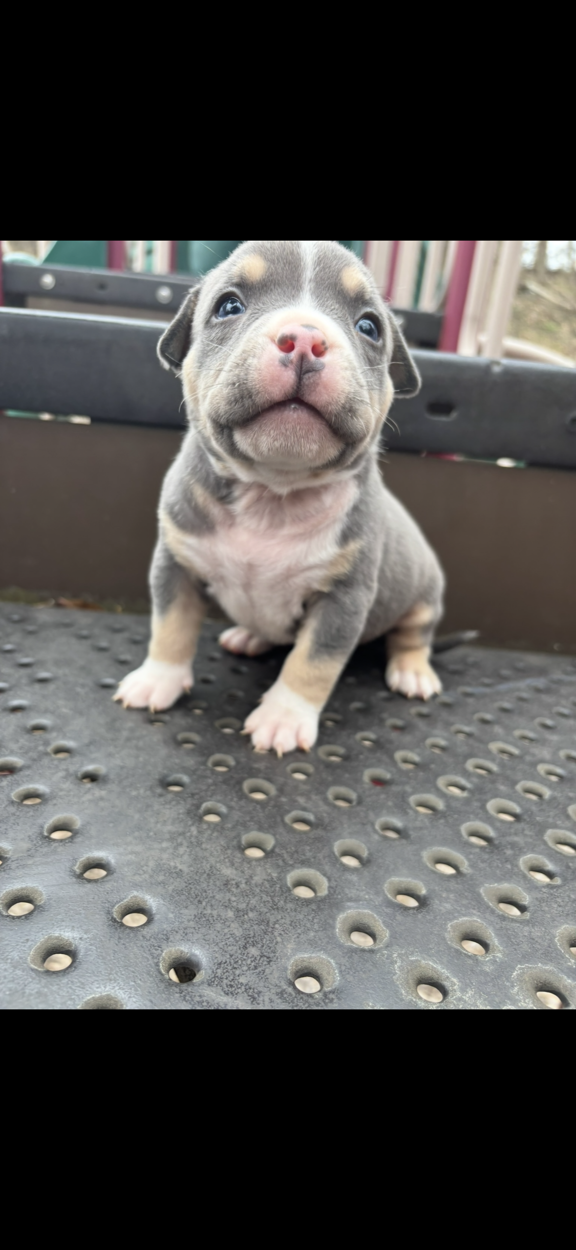 Jesse Pinkman – American Bully puppy for sale in Coraopolis, PA