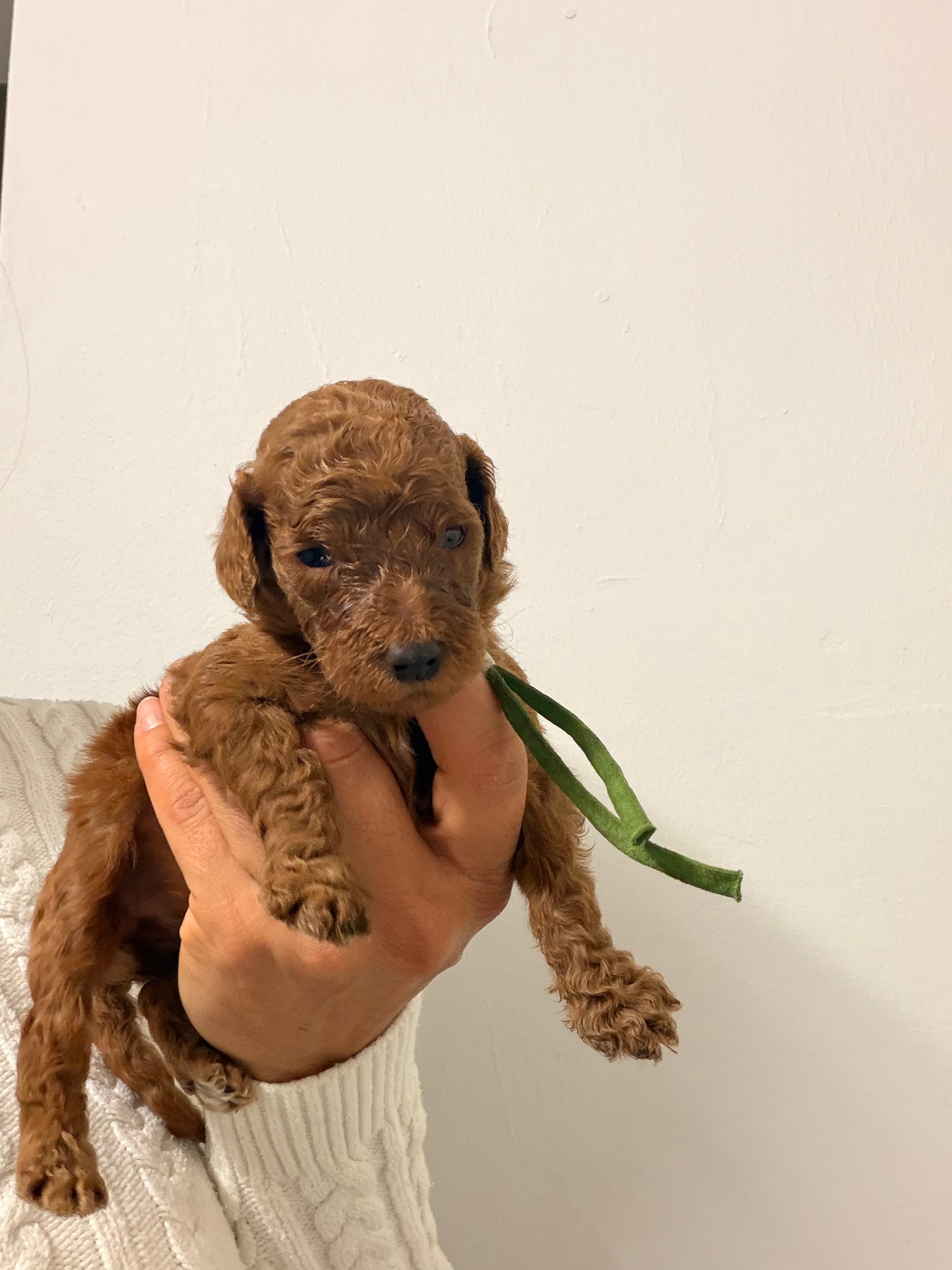Luna – Goldendoodle puppy for sale in Naples, FL