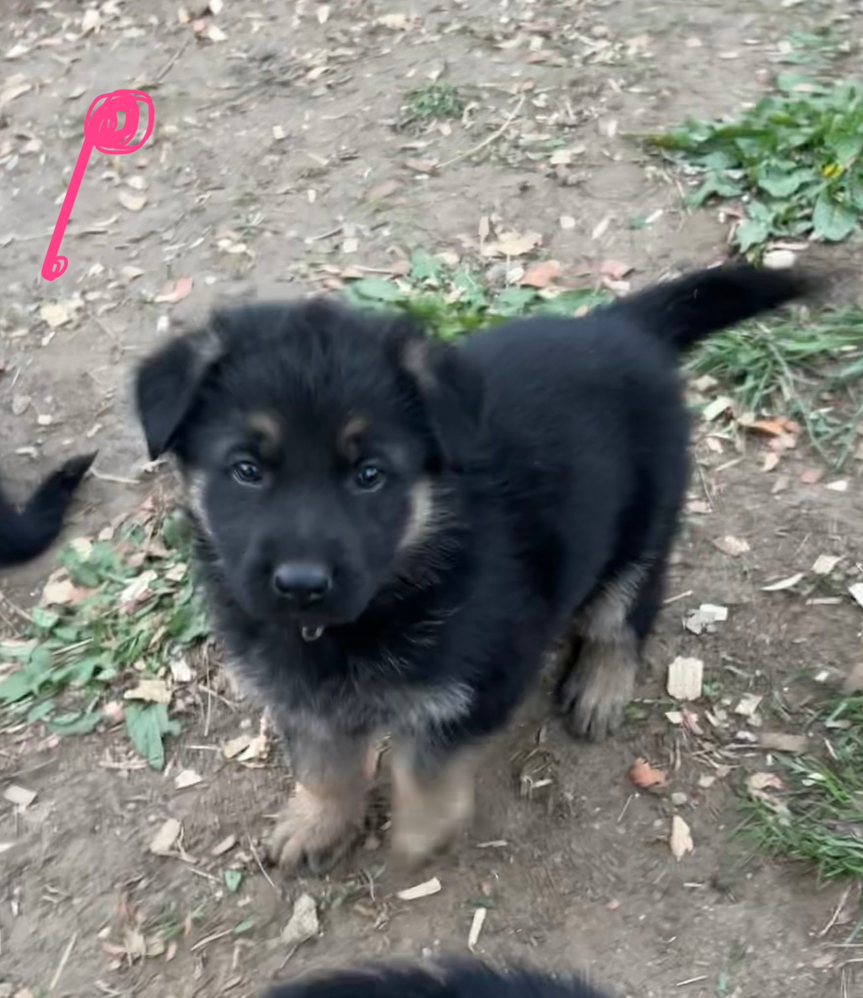 Pink – German Shepherd Dog puppy for sale in Saint Paul, IN