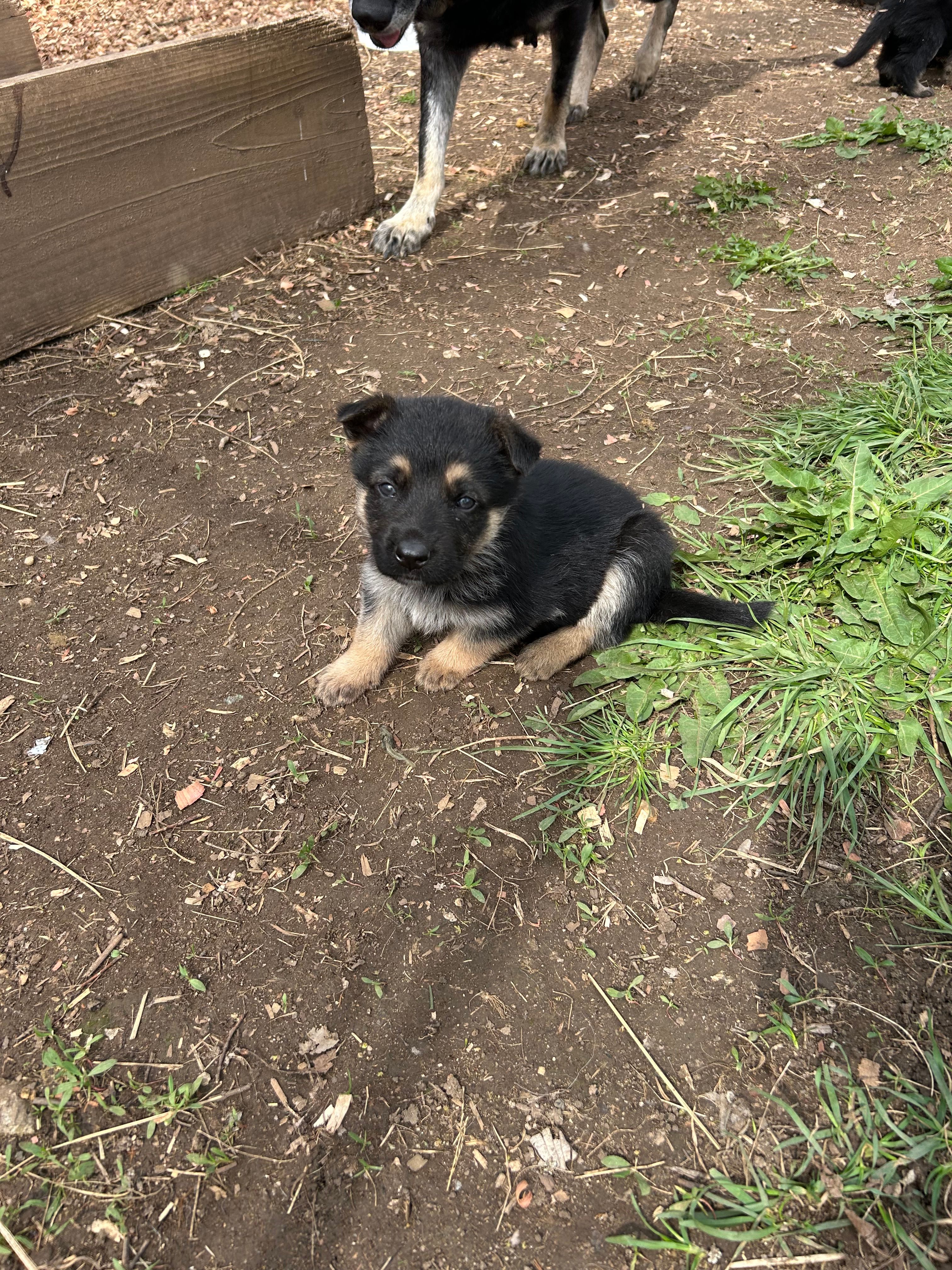Blue – German Shepherd Dog puppy for sale in Saint Paul, IN