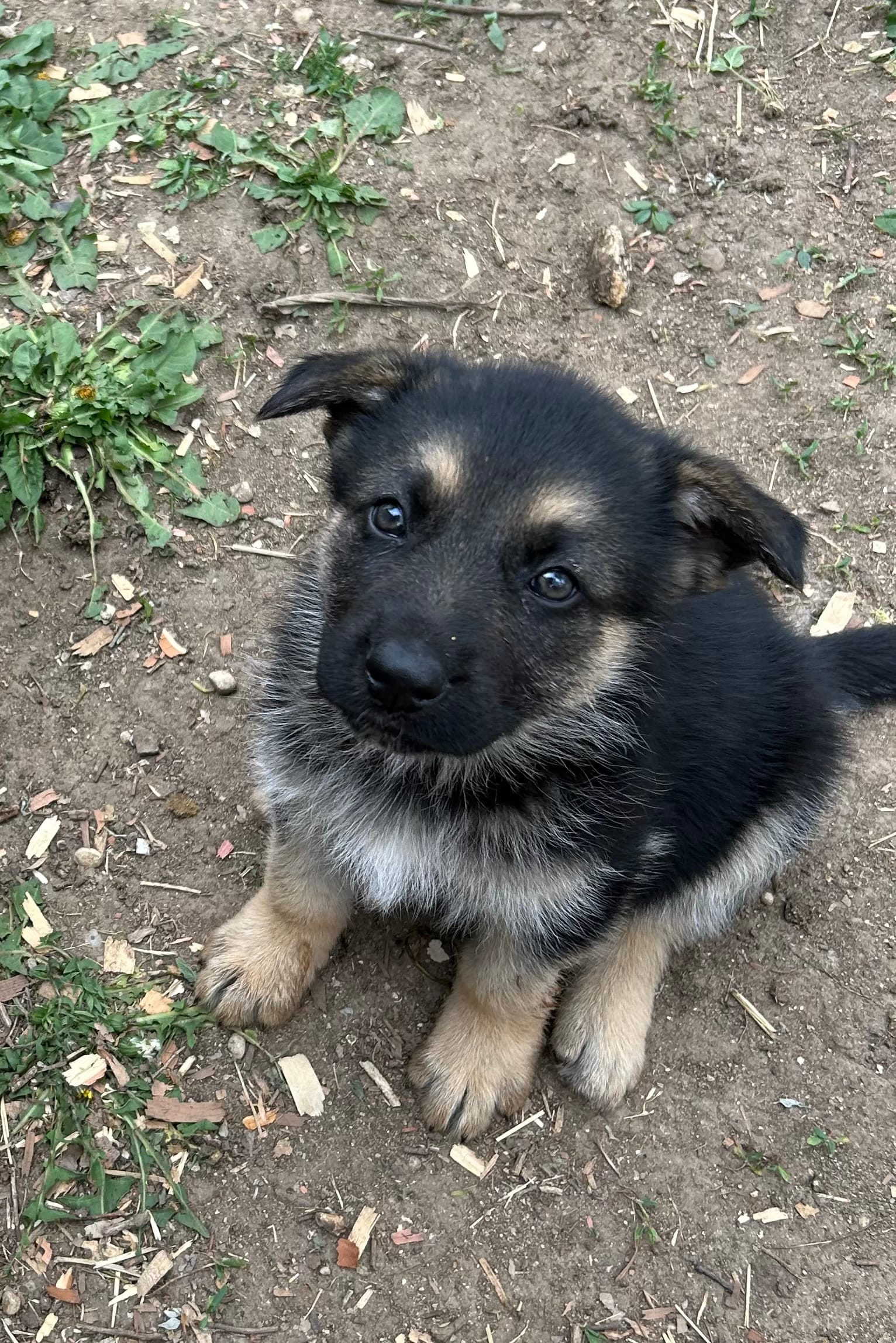 Red – German Shepherd Dog puppy for sale in Saint Paul, IN
