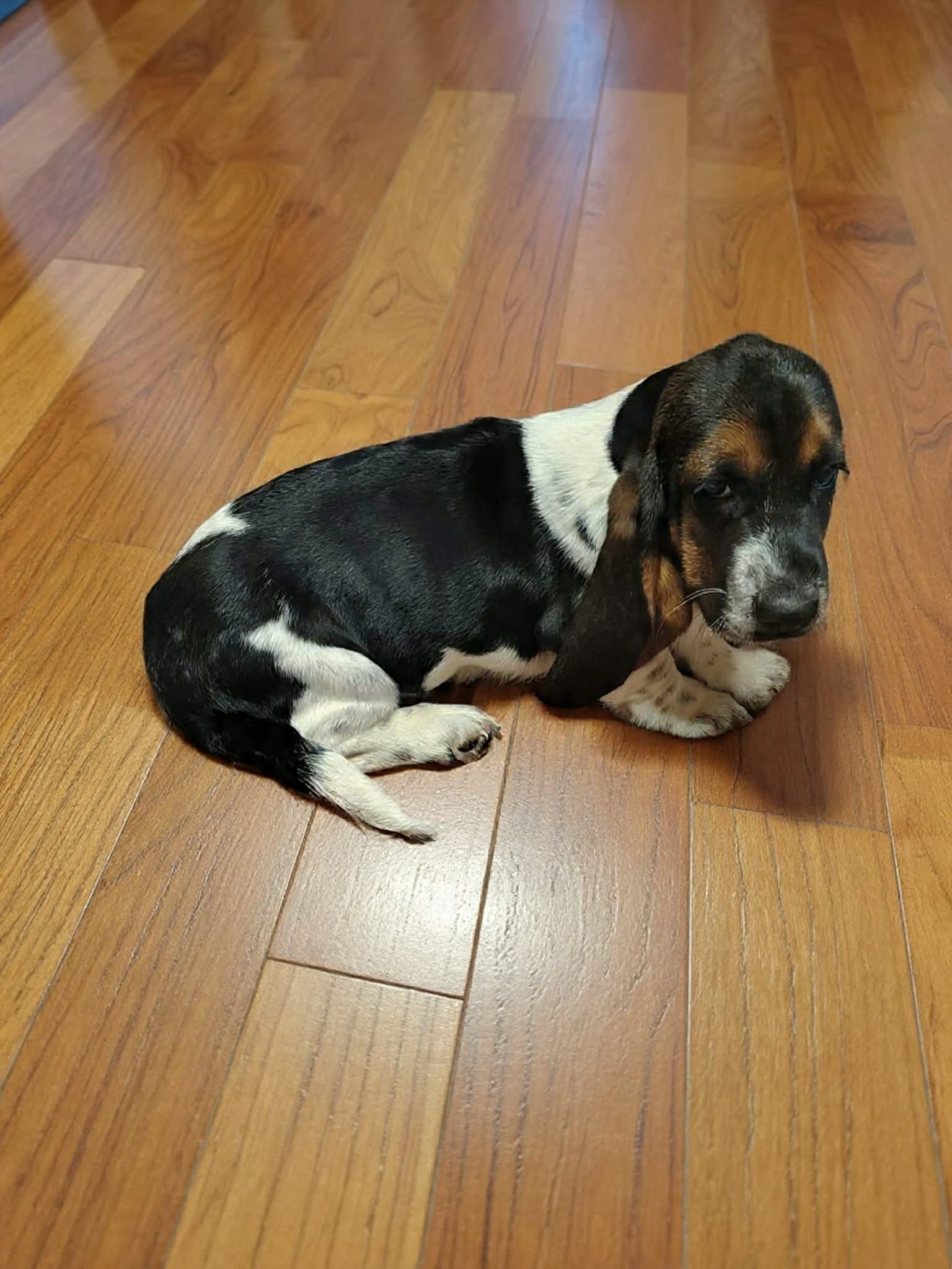 Bella – Basset Hound puppy for sale in Salem, WV