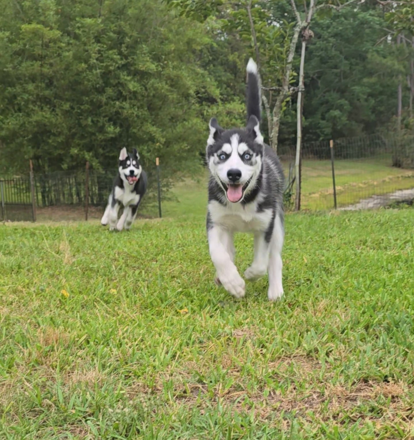 Michonn – Siberian Husky puppy for sale in Jacksonville, FL