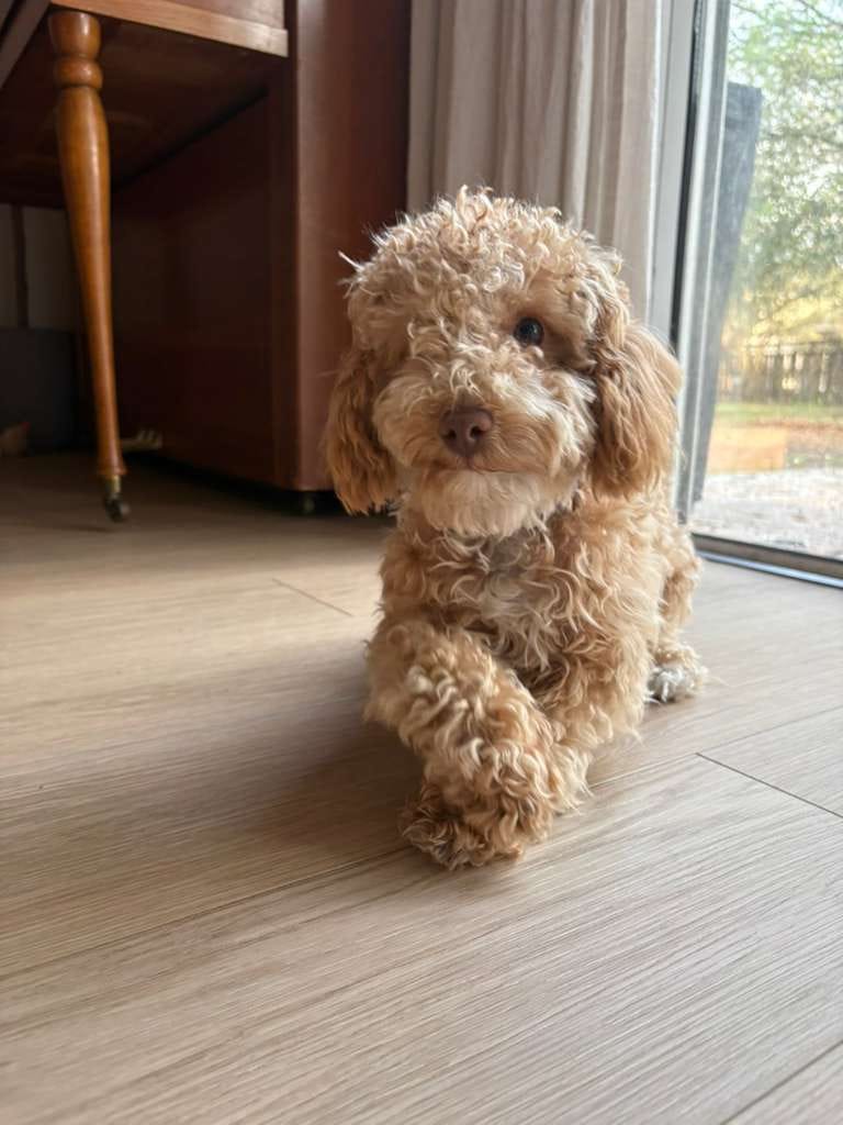 Gracie – Poodle - Miniature  puppy for sale in Jacksonville, FL