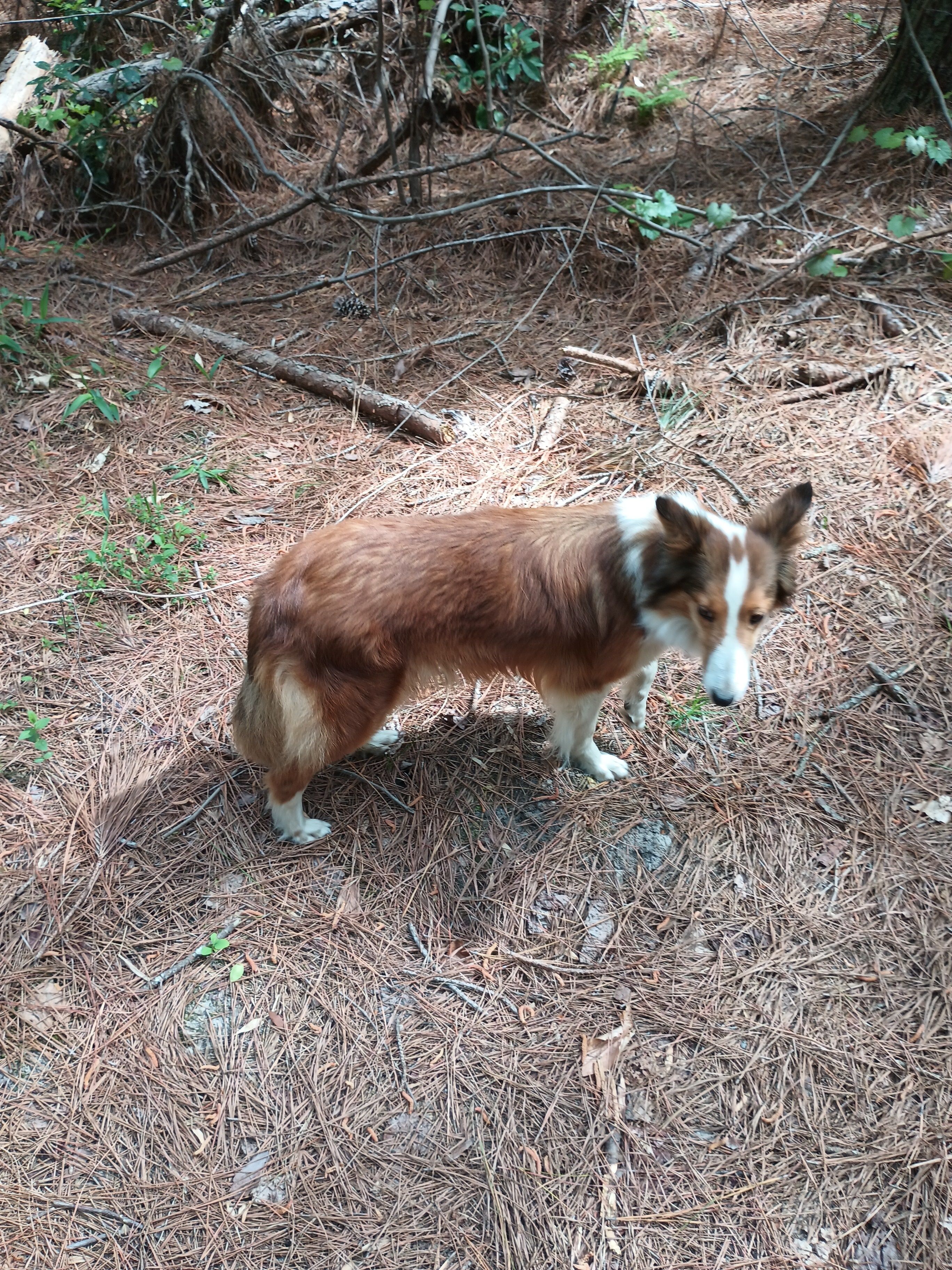 Purebred shelties expected soon  – Shetland Sheepdog puppy for sale in Lancaster, VA