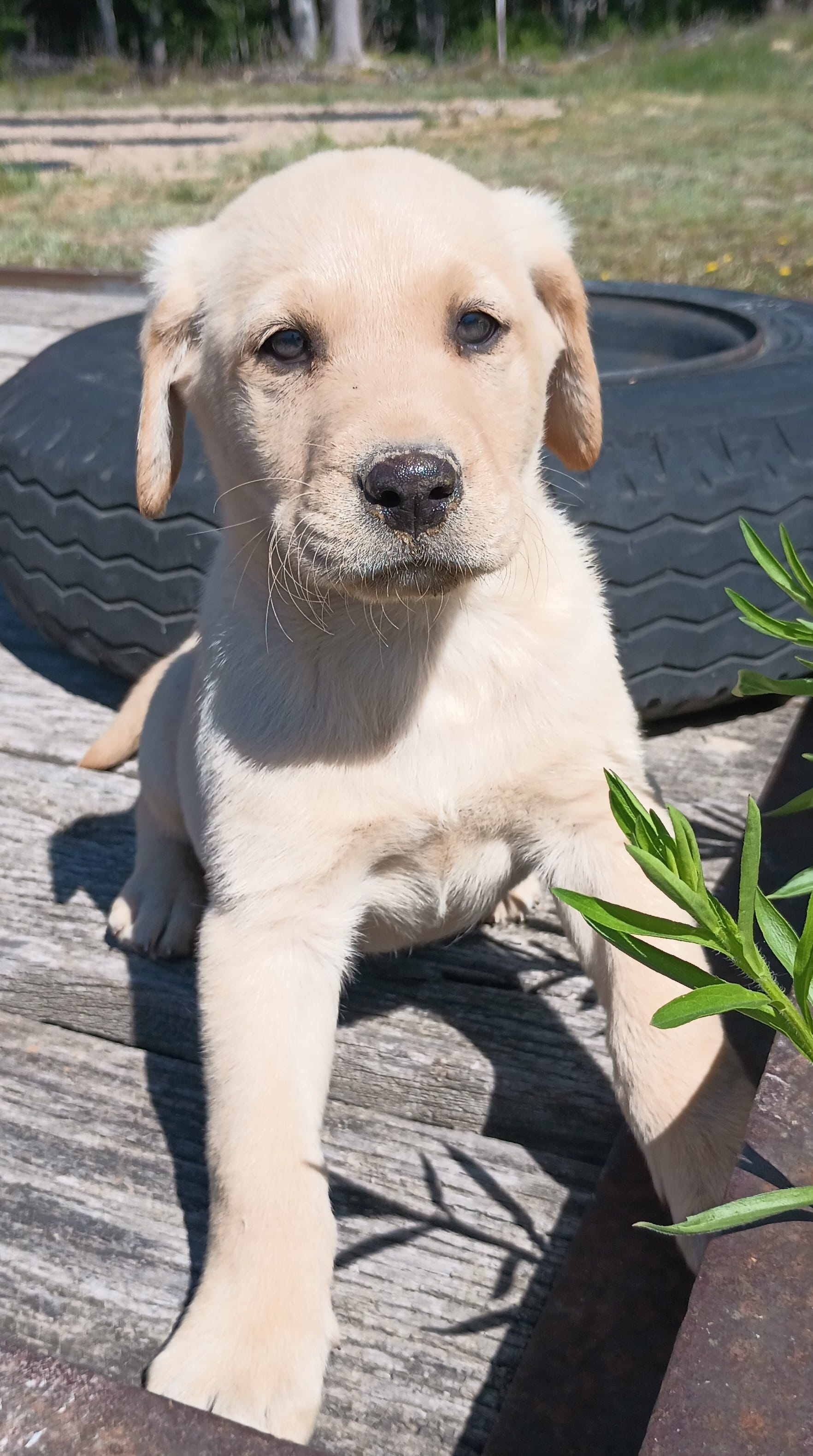 Yellow 1 – Labrador Retriever puppy for sale in Lancaster, VA