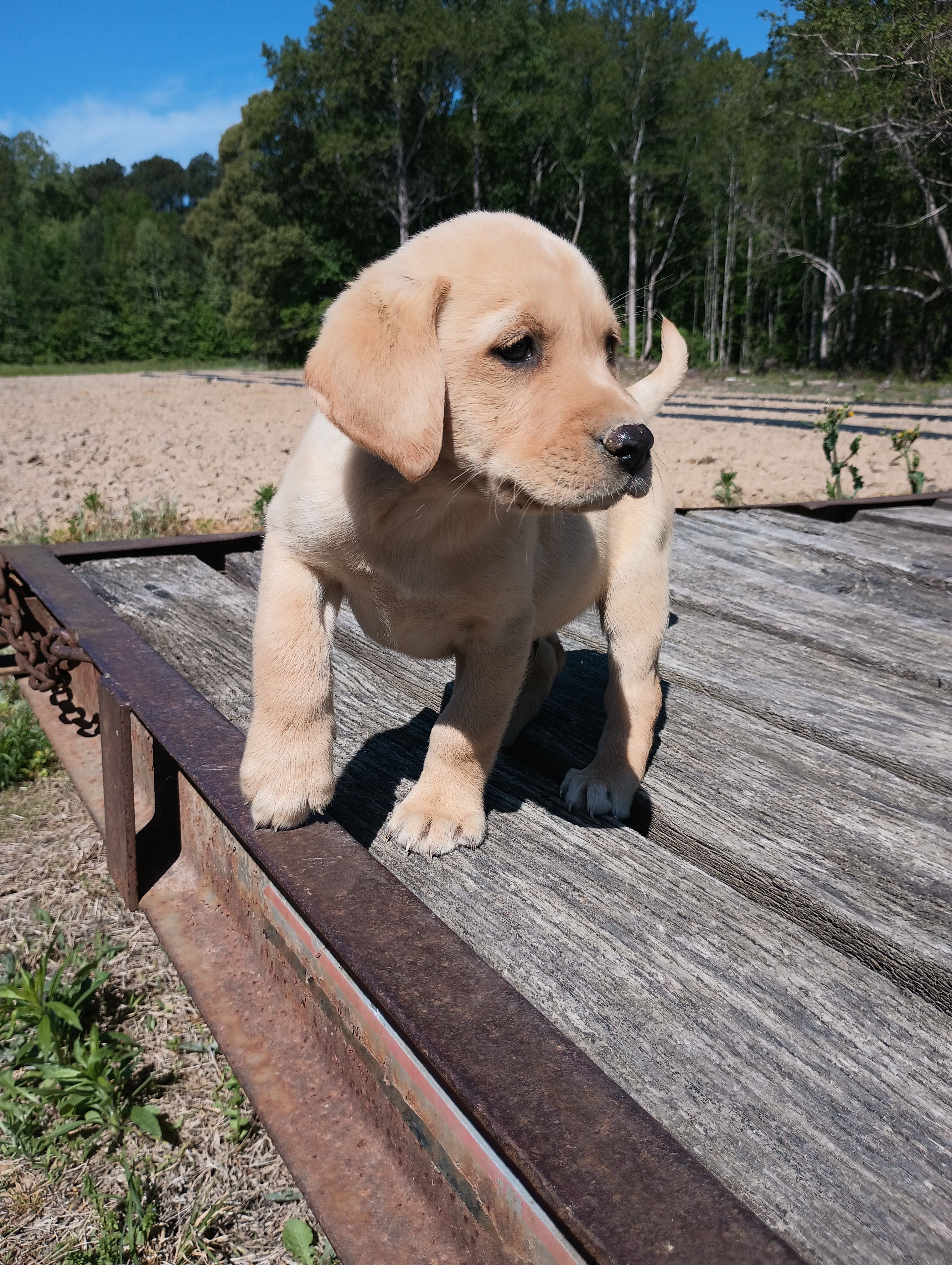 Yellow 4 – Labrador Retriever puppy for sale in Lancaster, VA