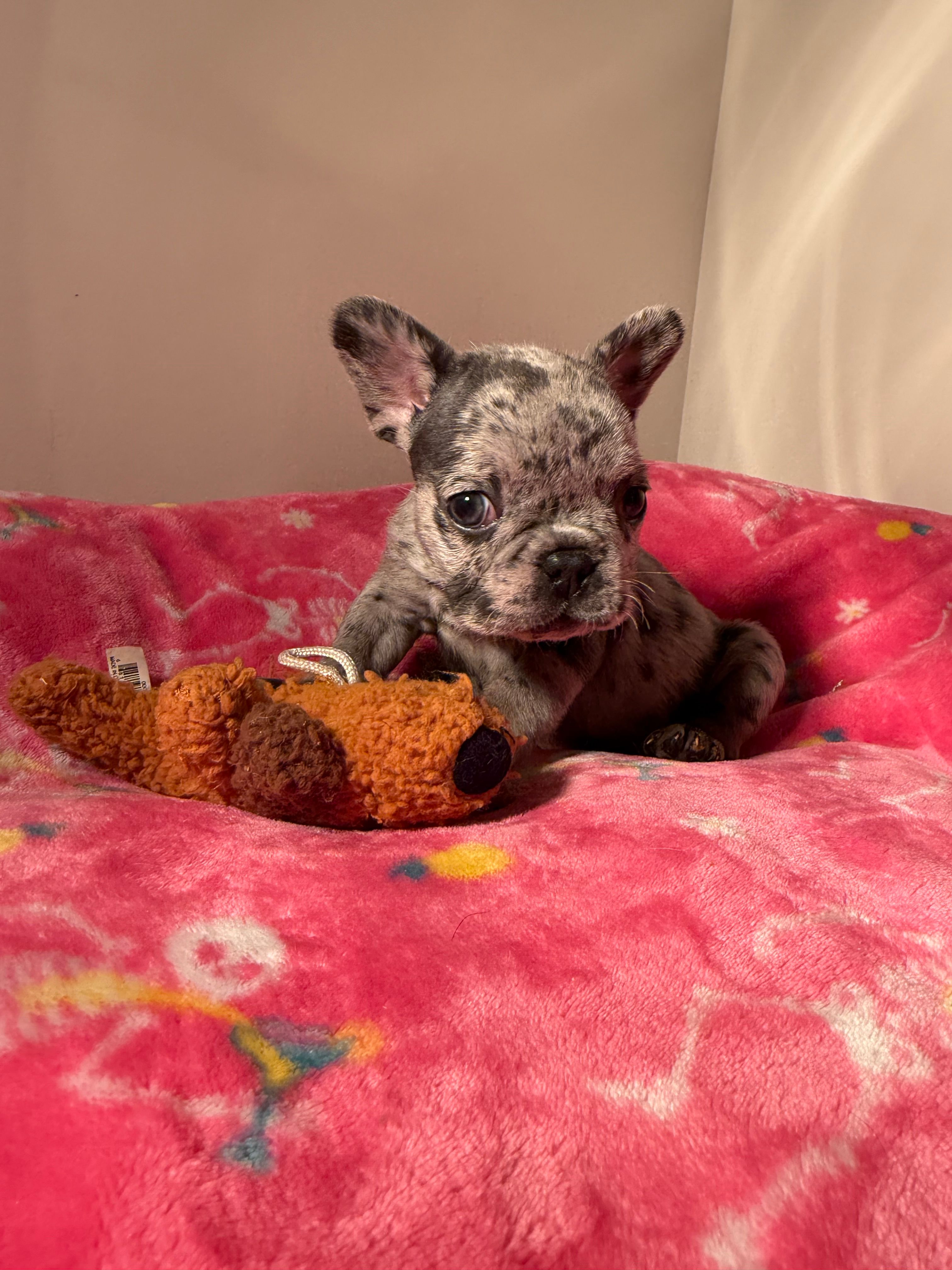 Agnes – French Bulldog puppy for sale in Savannah, TN