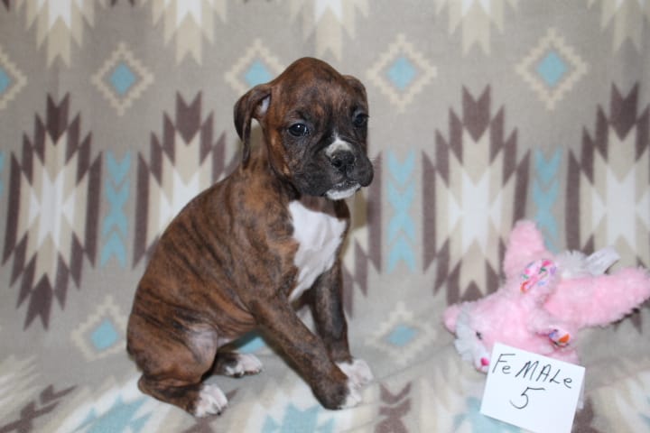 Queenie female 5 – Boxer puppy for sale in Corning, OH