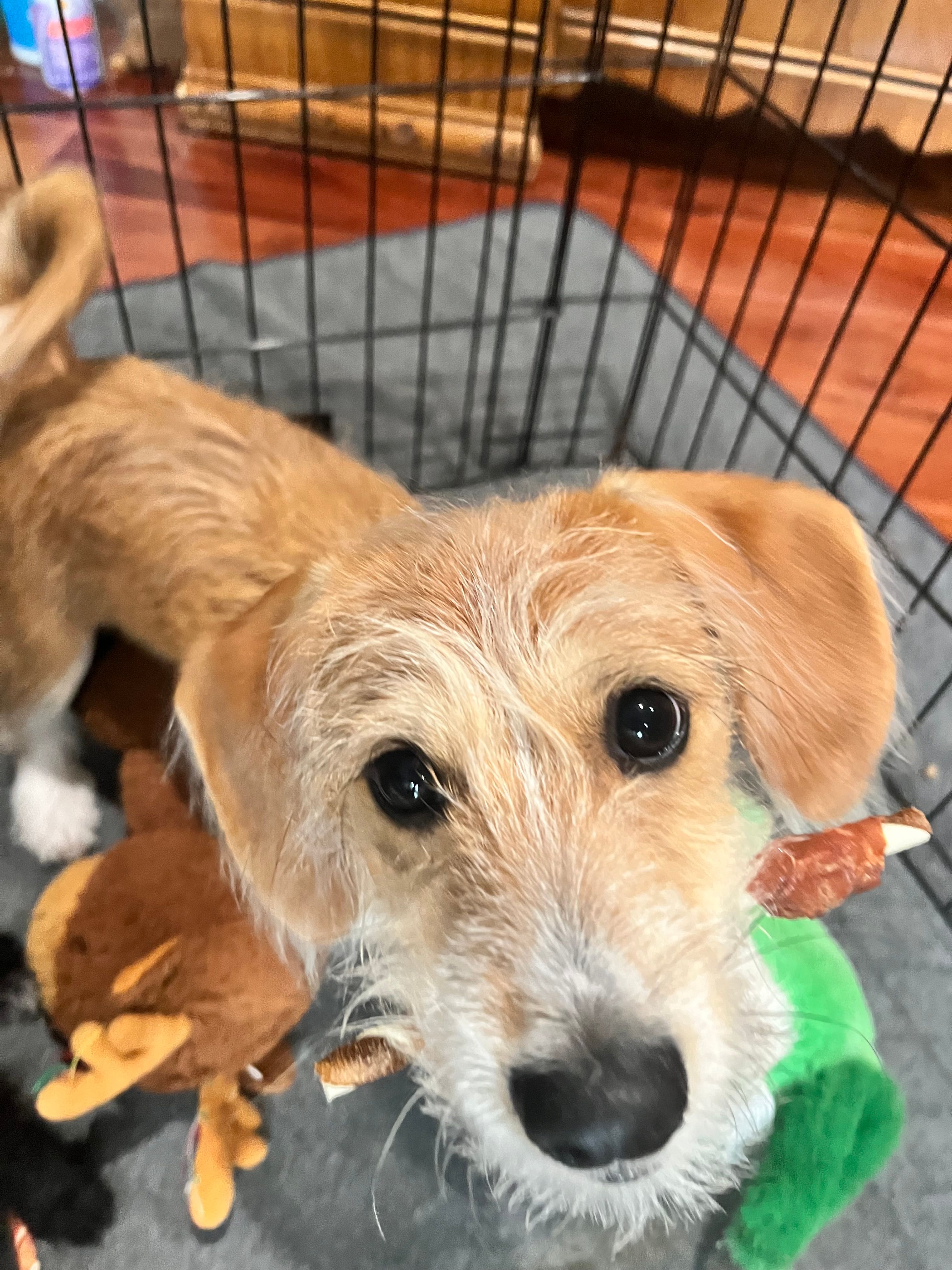 Trouble – Poodle - Toy , Chiweenie puppy for sale in Pleasant Hill, CA