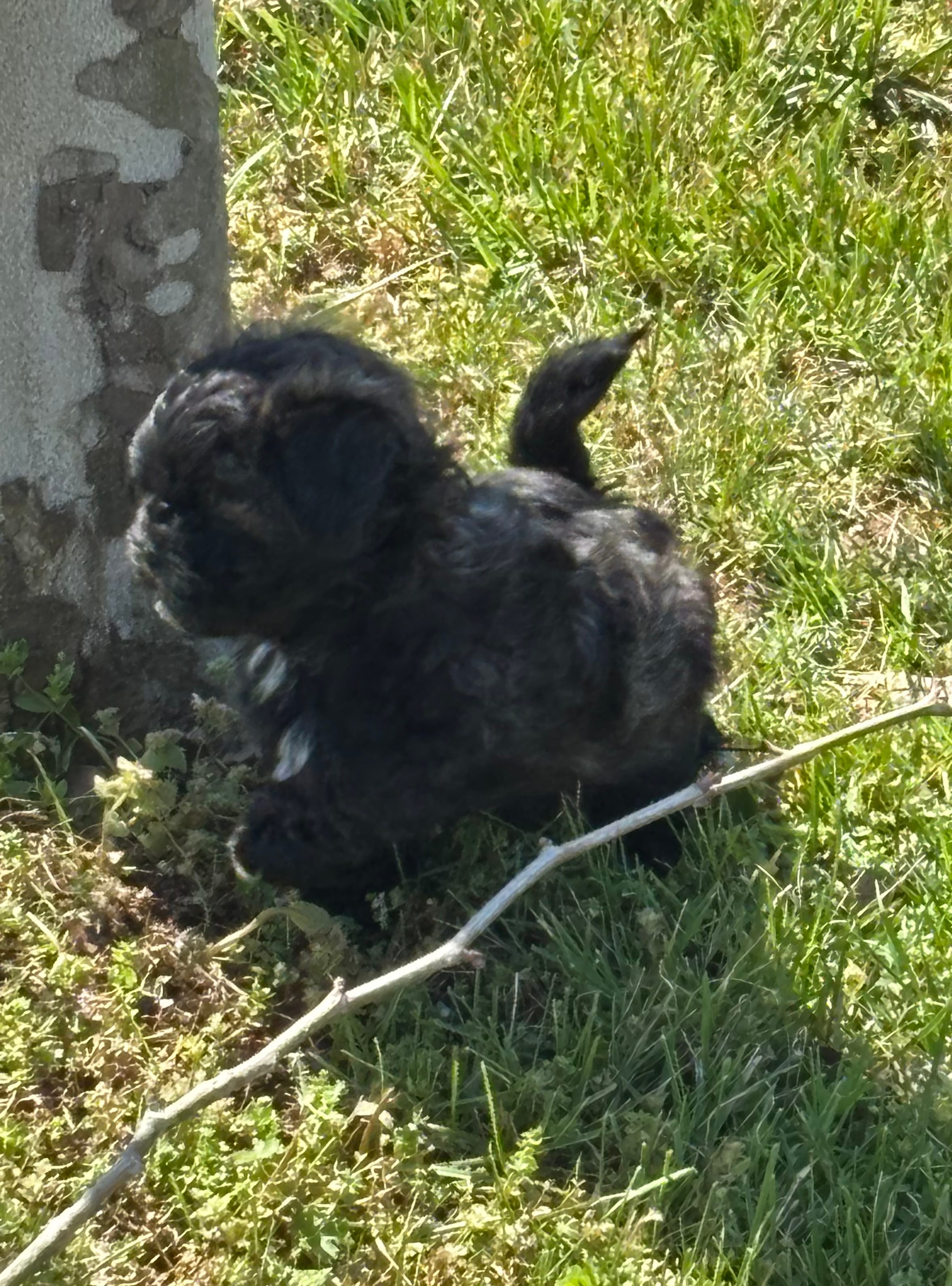 Jimmy – Shihpoo puppy for sale in Ava, MO