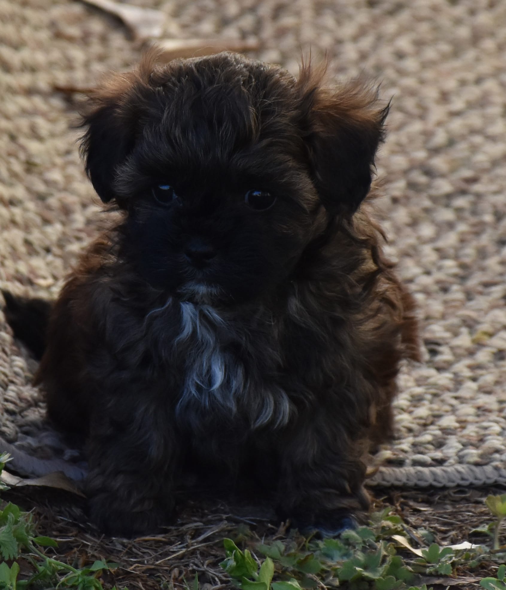 Lil' Bear – Shihpoo puppy for sale in Ava, MO