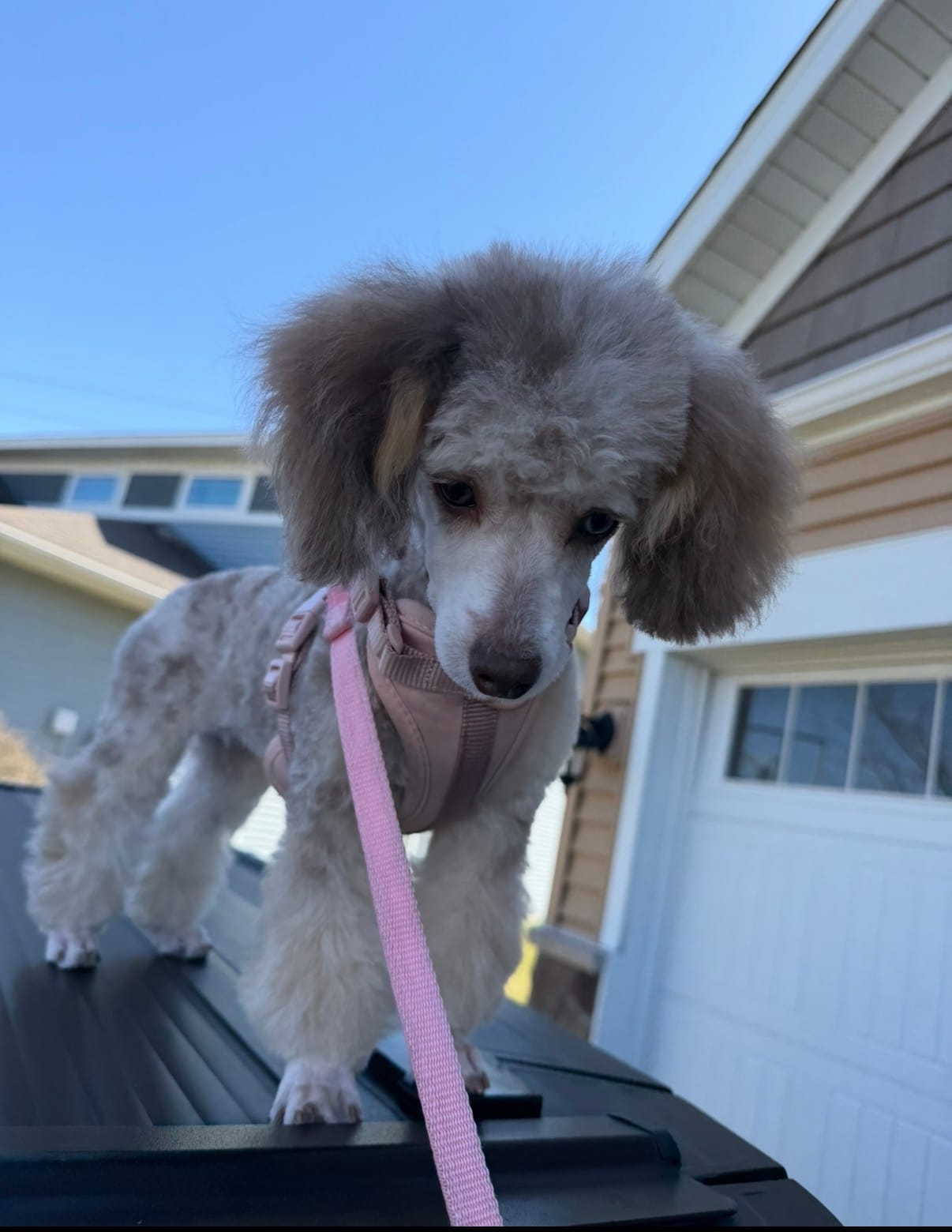 Champagne Girl – Poodle - Toy  puppy for sale in New Prague, MN