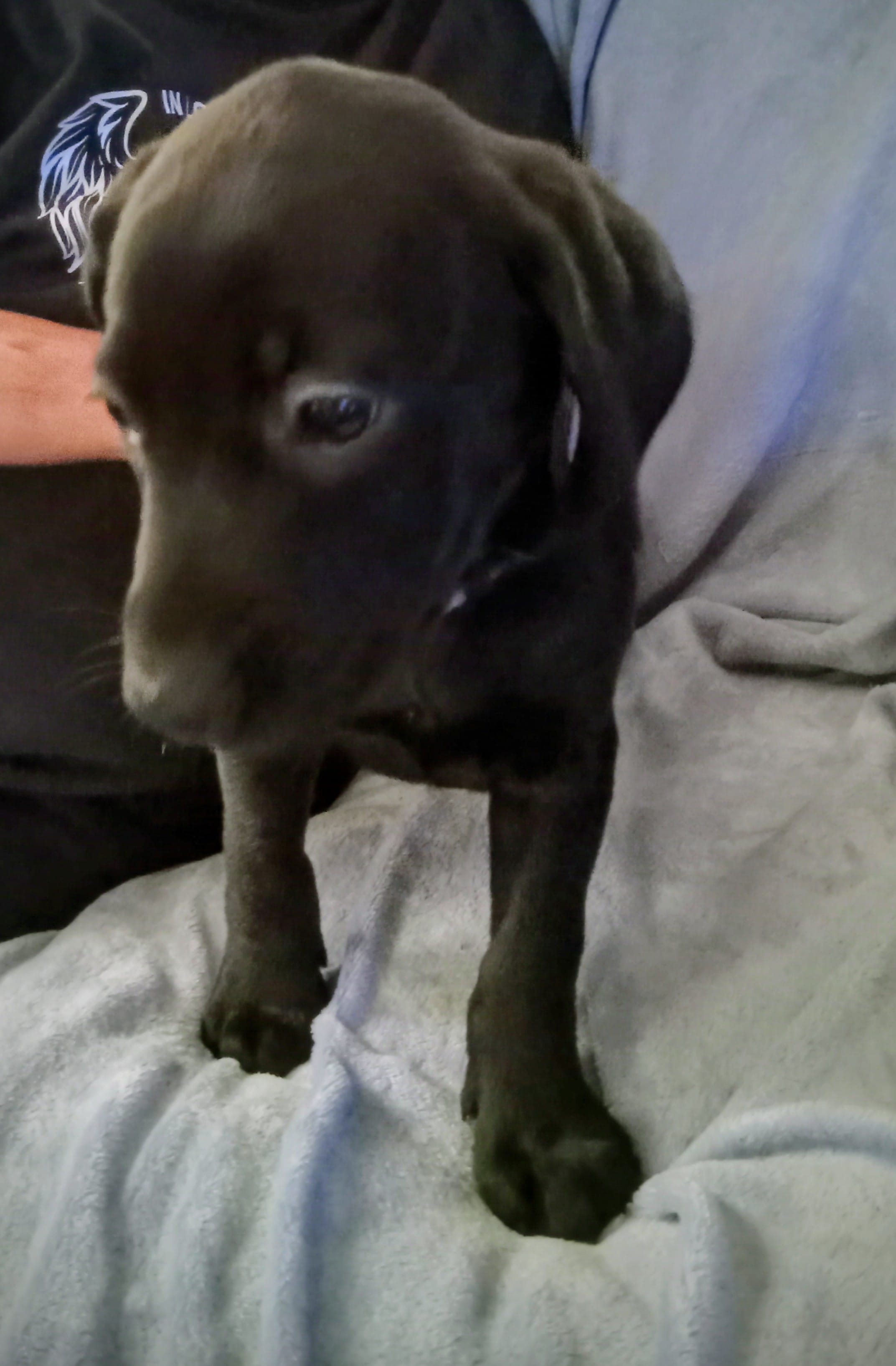 Ammo – Dachshund, Labrador Retriever puppy for sale in Birch Run, MI