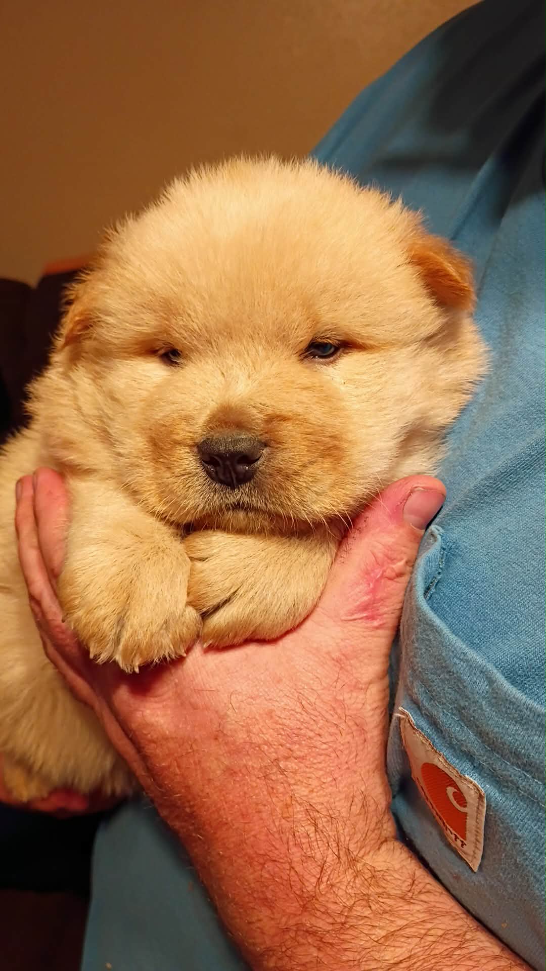 Cream – Chow Chow puppy for sale in Sims, IL