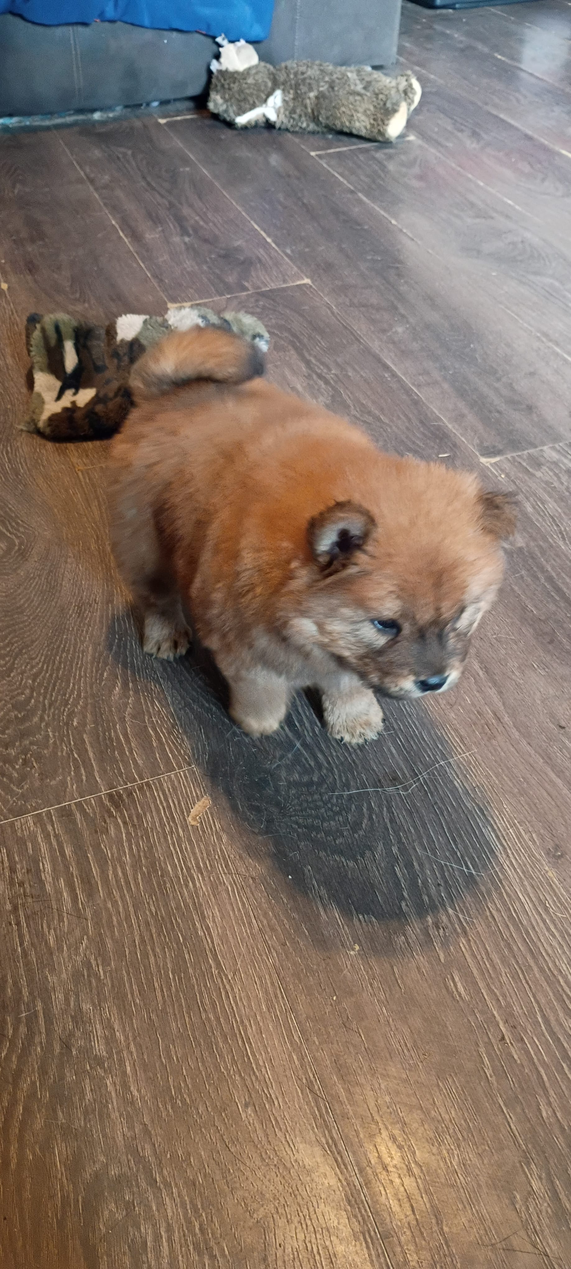 Red female – Chow Chow puppy for sale in Sims, IL