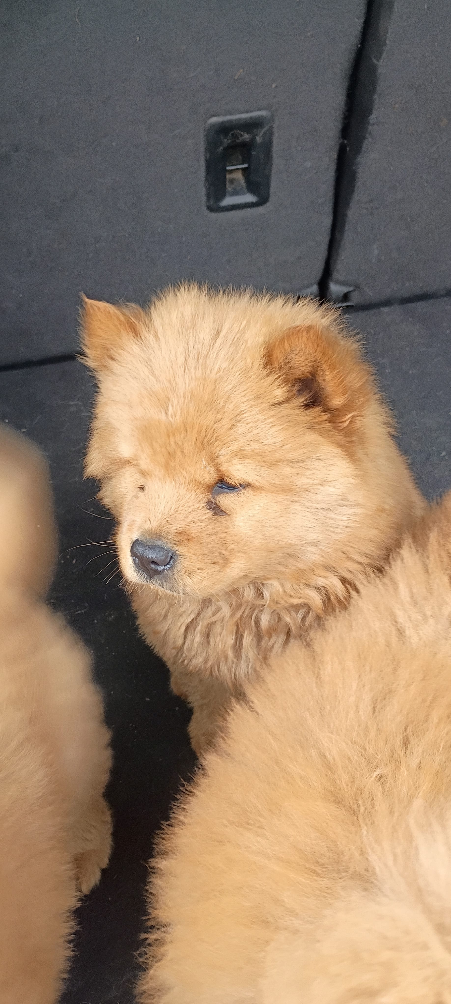 Cinnamon female small – Chow Chow puppy for sale in Sims, IL