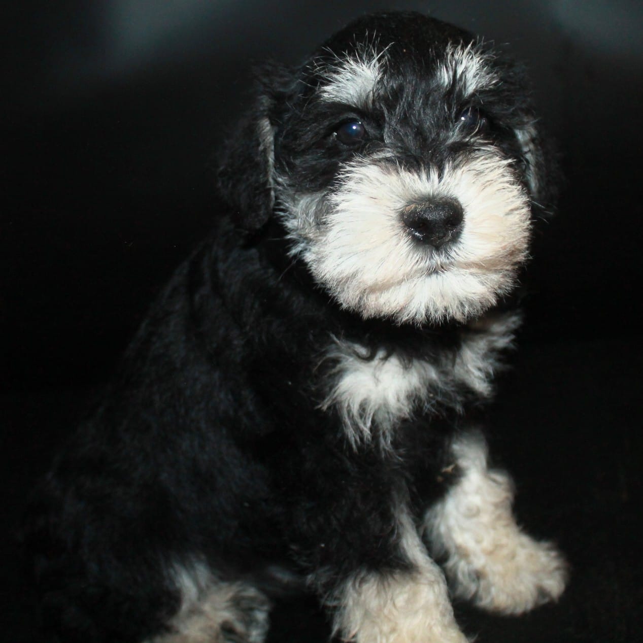 AKC Miniature Schnauzers, a male Miniature Schnauzer for sale in Westmoreland, TN – Photo 4 of 5
