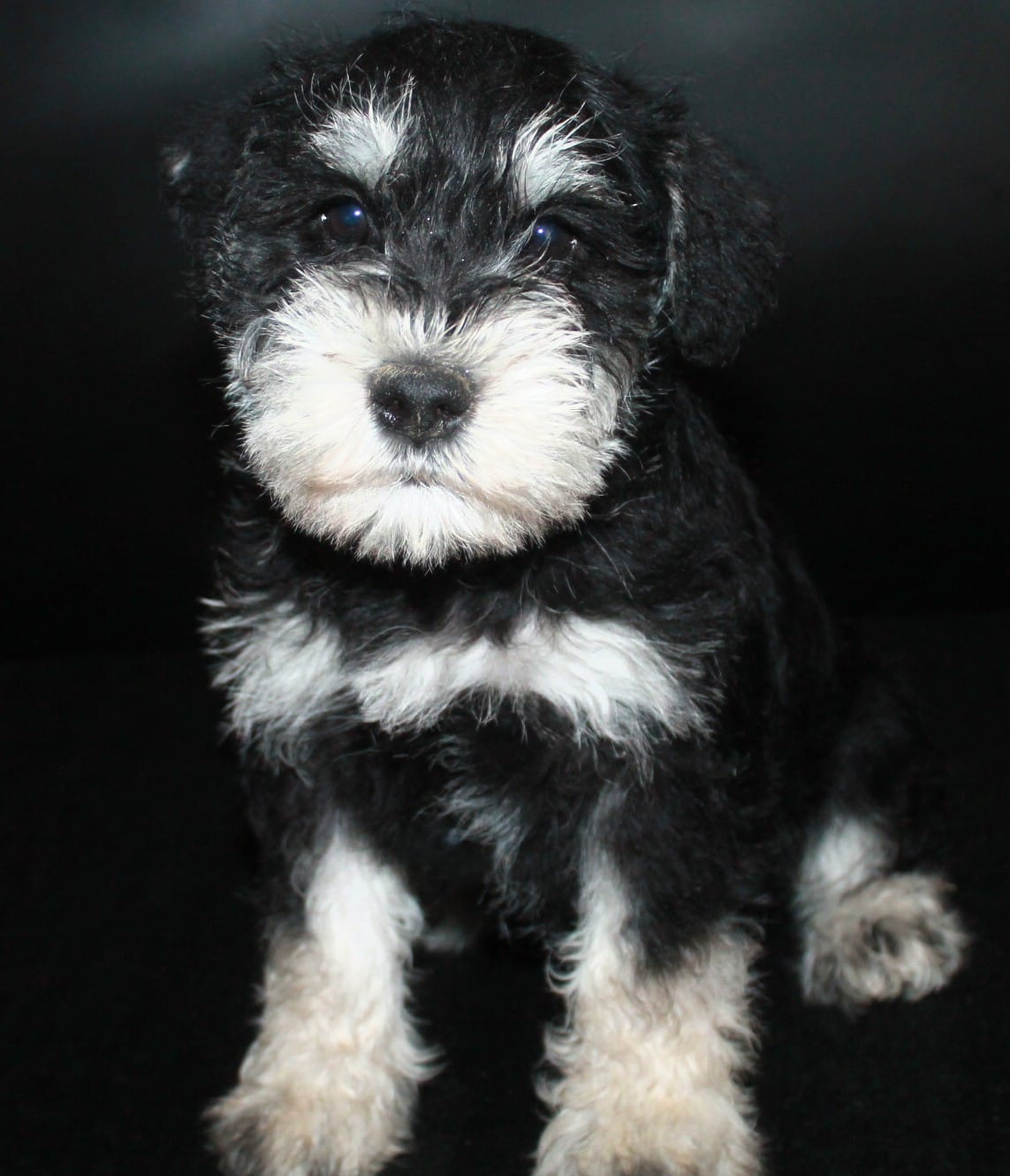 AKC Miniature Schnauzers