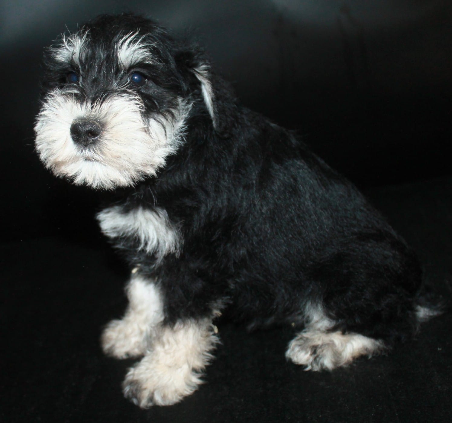 AKC Miniature Schnauzers, a male Miniature Schnauzer for sale in Westmoreland, TN – Photo 5 of 5