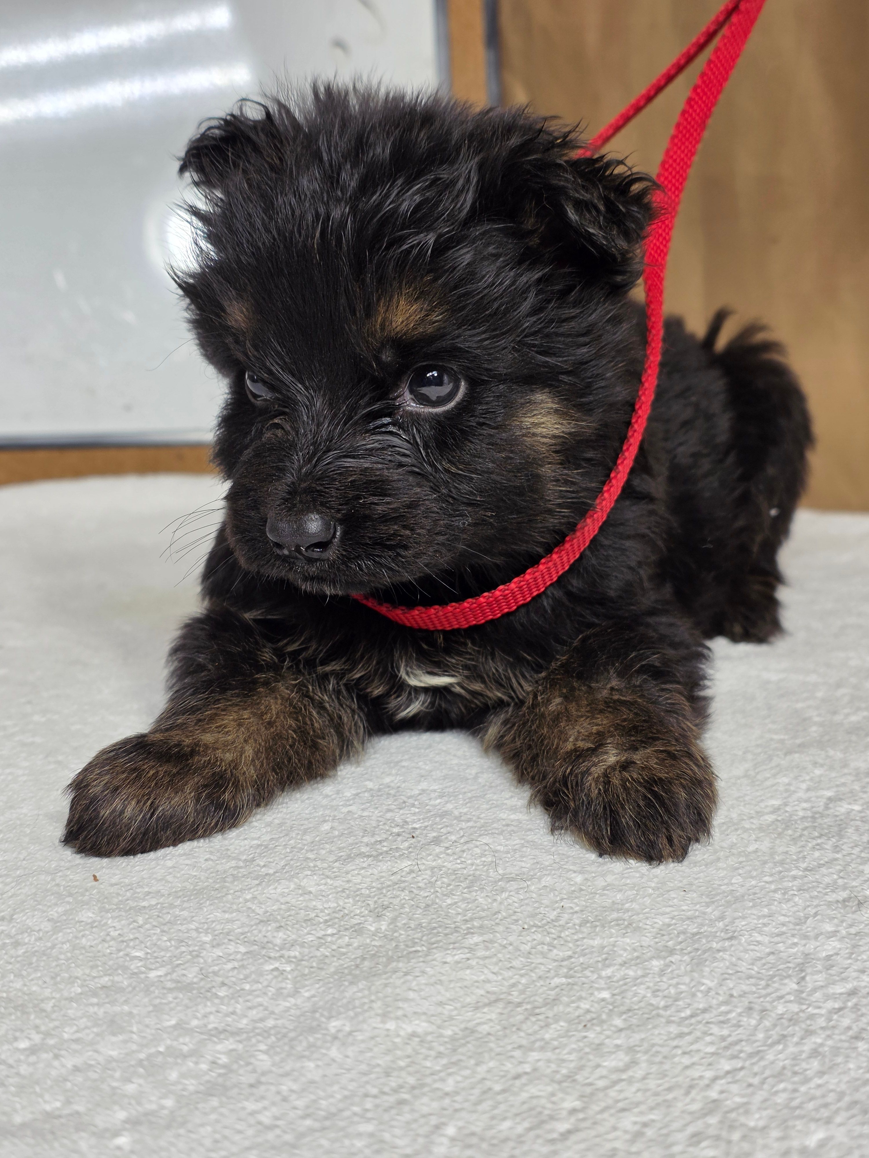 Red male – German Shepherd Dog puppy for sale in Shelbyville, TN