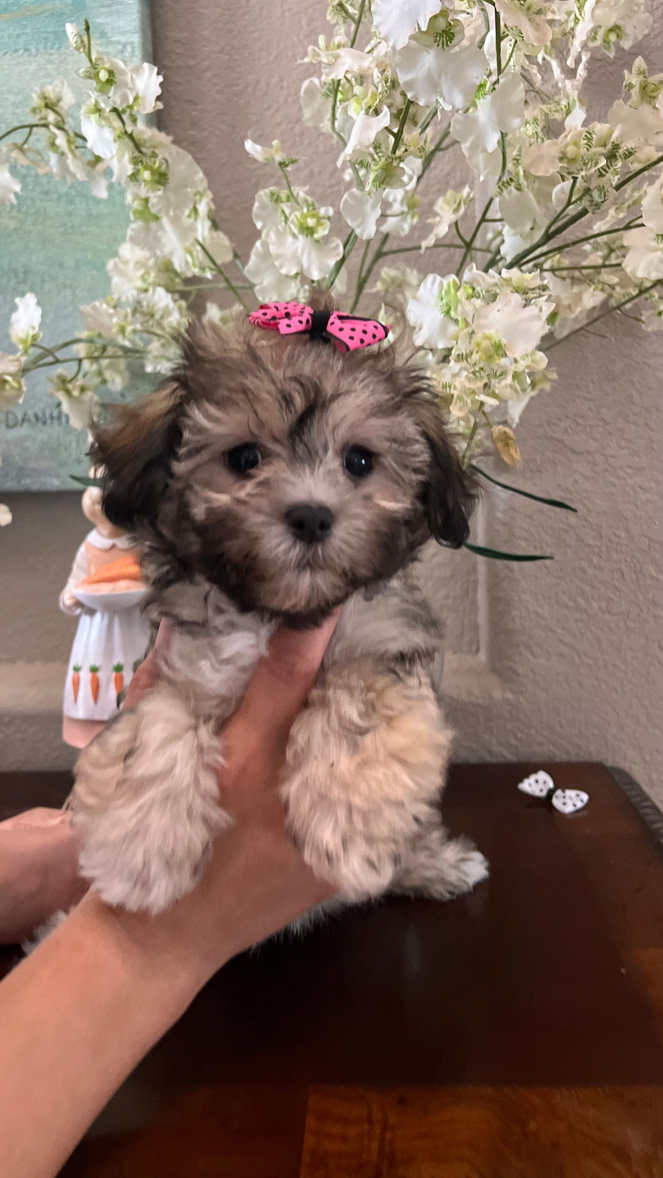 Beauty – Maltipoo puppy for sale in Sarasota, FL
