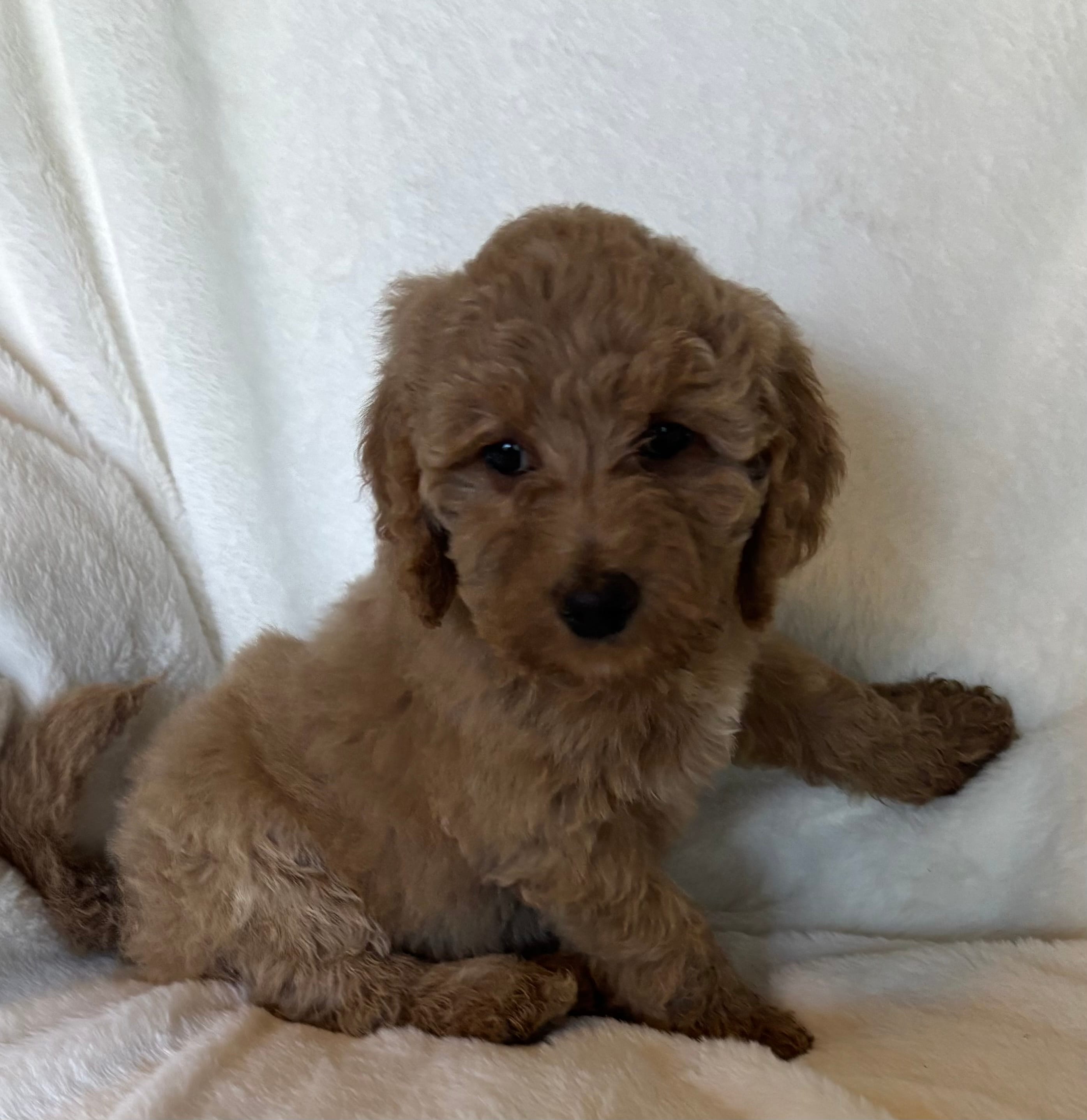 Yellow Collar Girl – Goldendoodle puppy for sale in Zellwood, FL