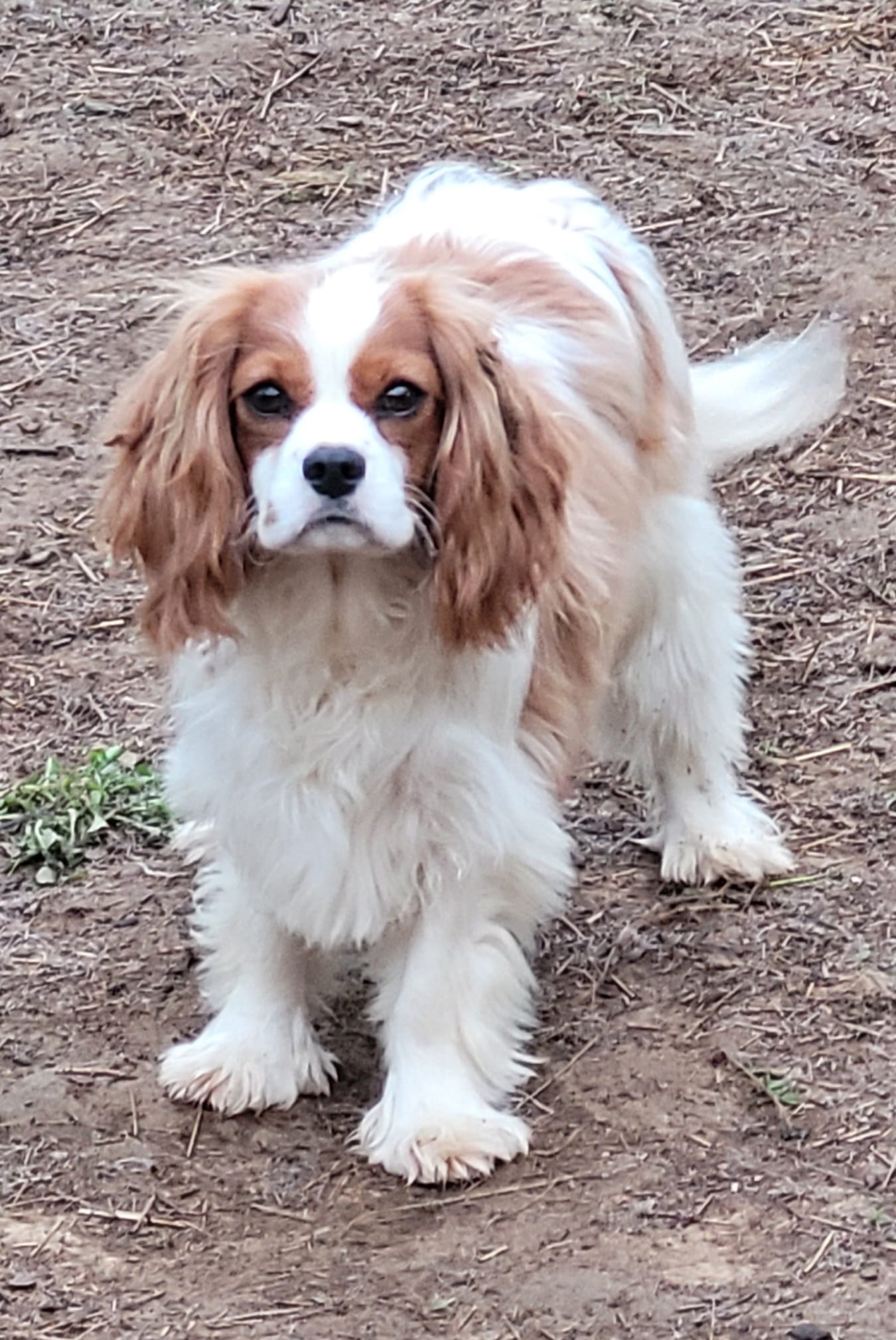Potsie – Cavalier King Charles Spaniel puppy for sale in Stamping Ground, KY