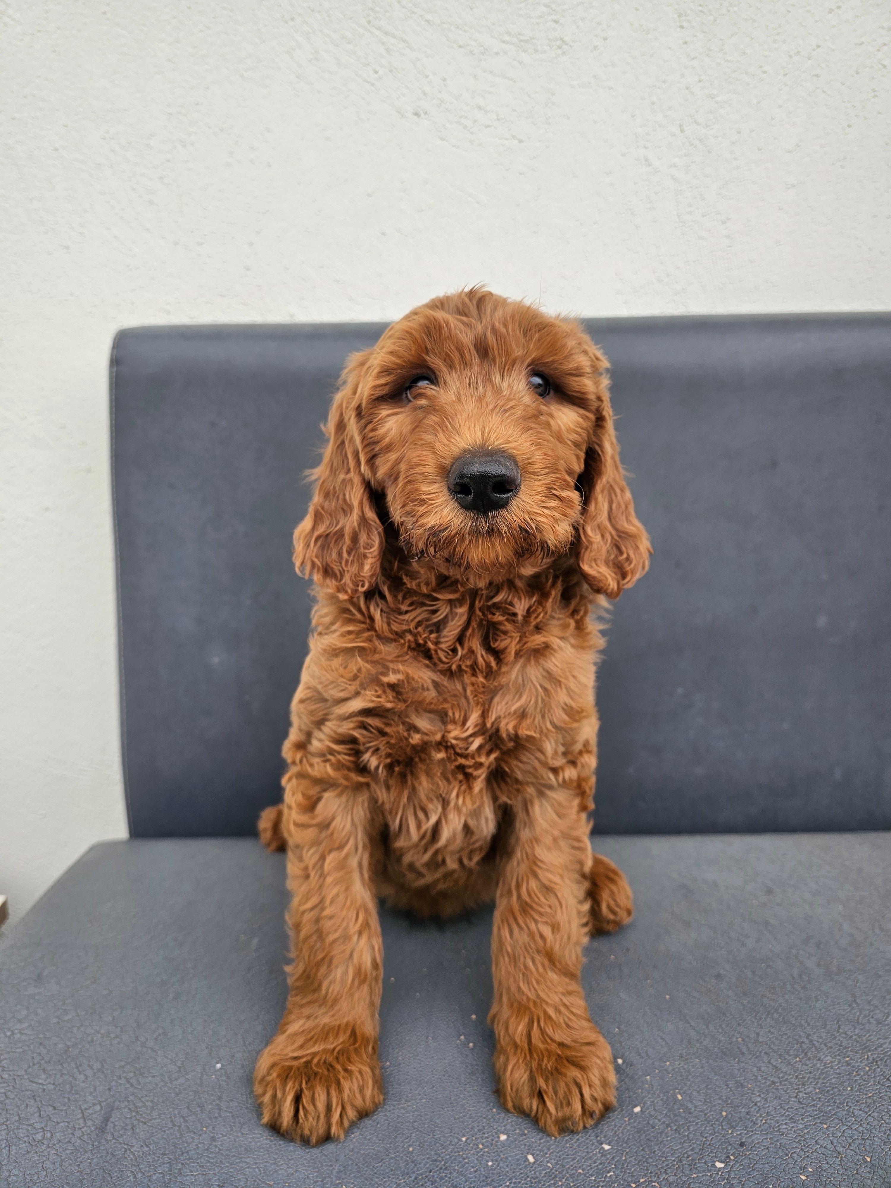 Milo – Goldendoodle puppy for sale in Rancho Cordova, CA