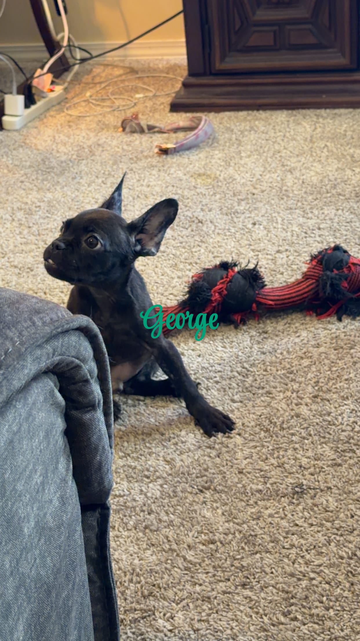 George – French Bulldog puppy for sale in Fort Wayne, IN