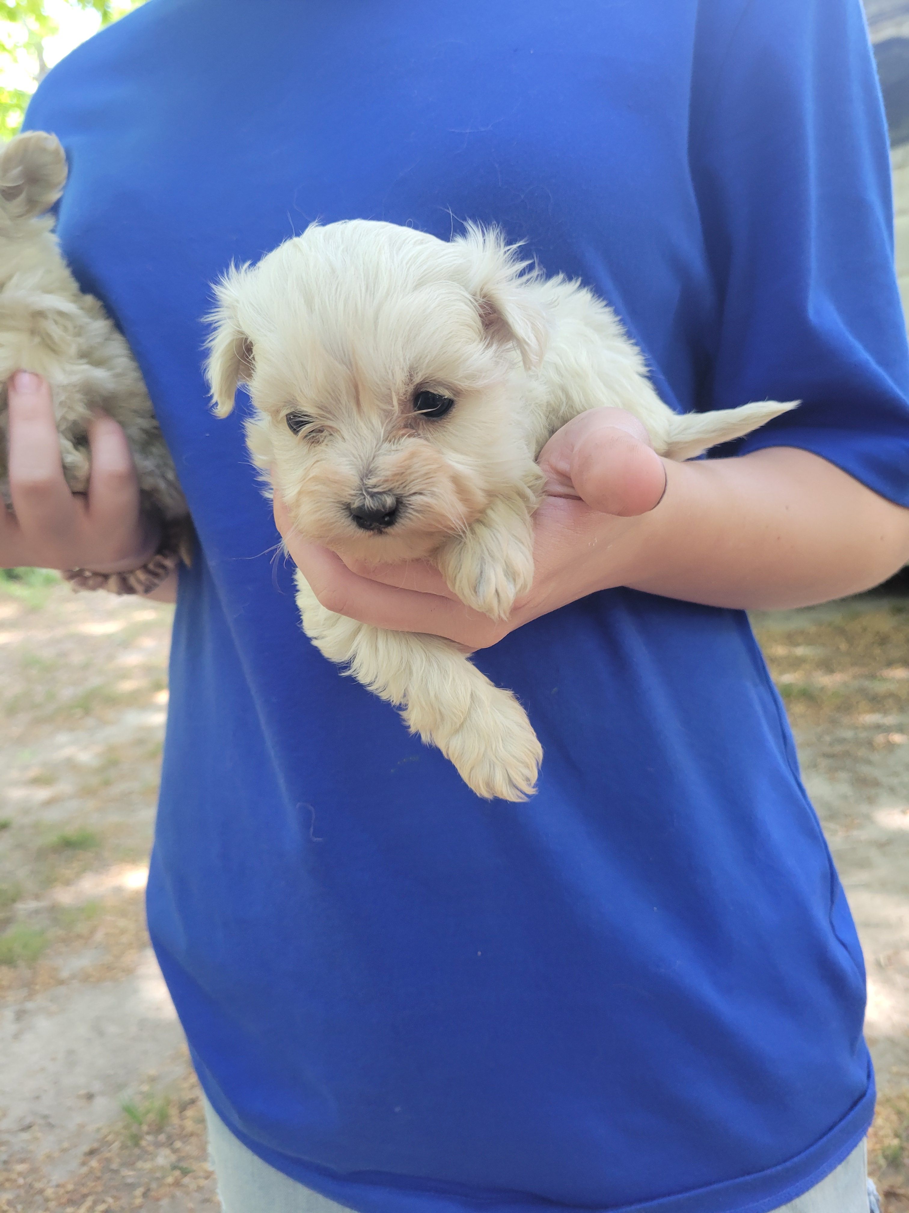 Girl pup – Maltipoo puppy for sale in Clover, SC