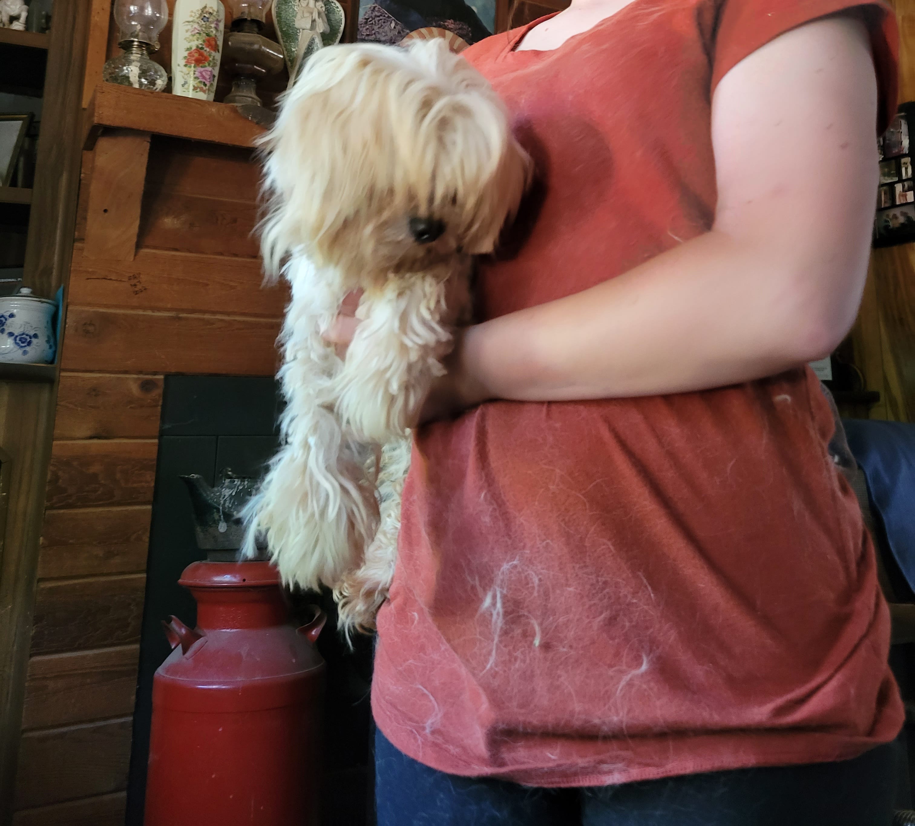 Max – Maltese puppy for sale in Clover, SC