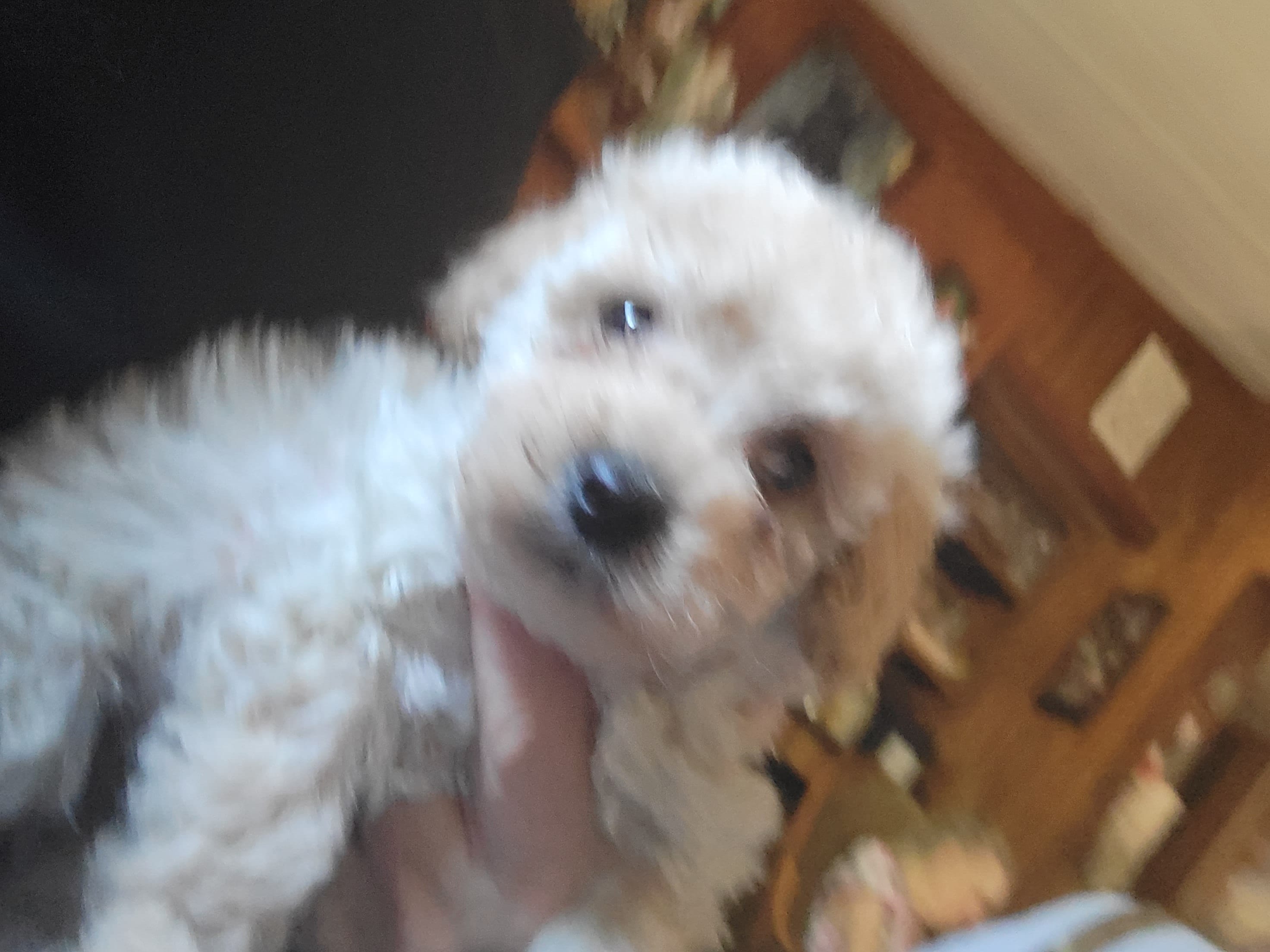 Male pup – Poodle - Toy  puppy for sale in Clover, SC