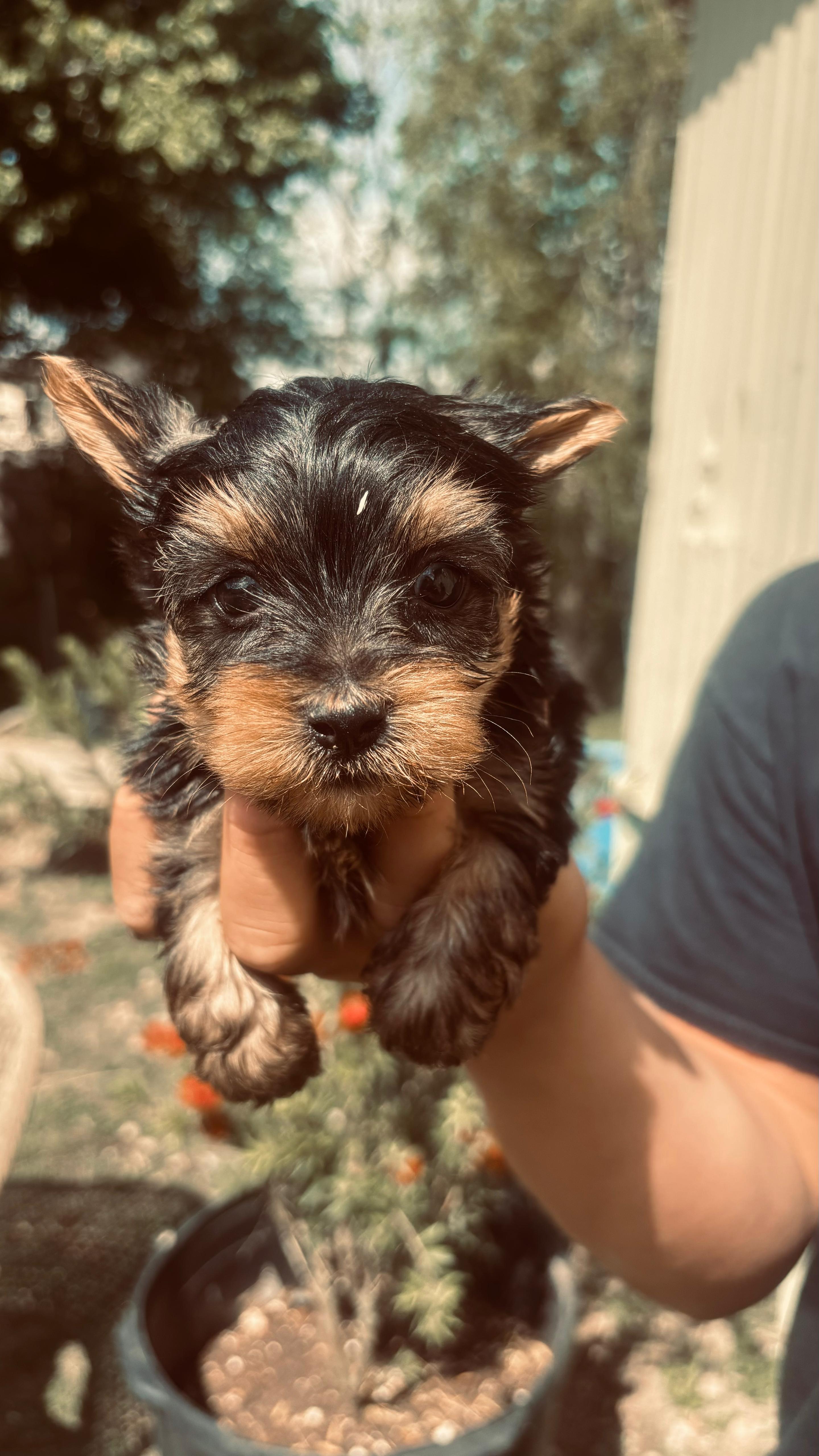 Ken  – Yorkshire Terrier puppy for sale in Pearland, TX