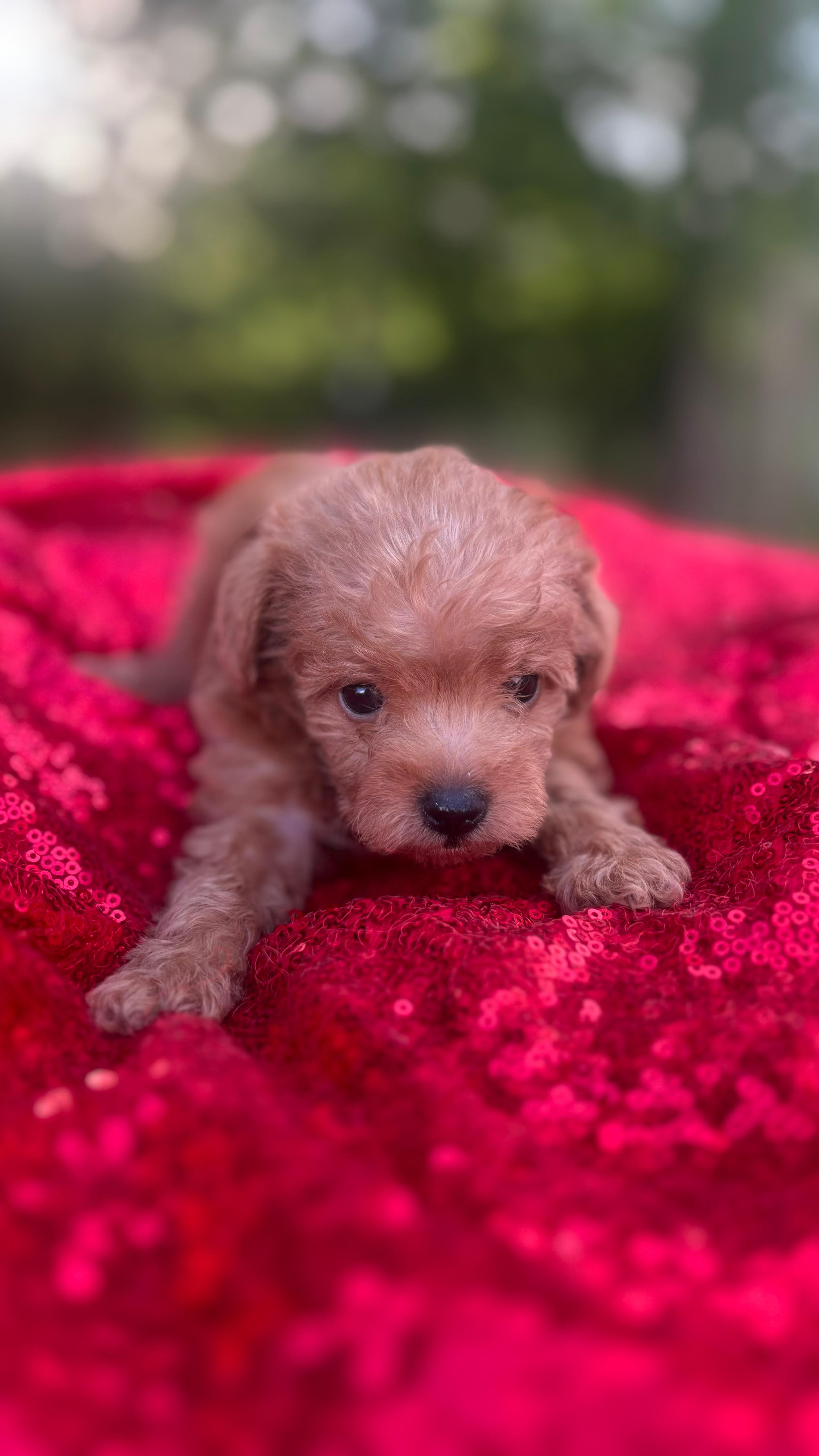 Fiona  – Maltipoo puppy for sale in Pearland, TX