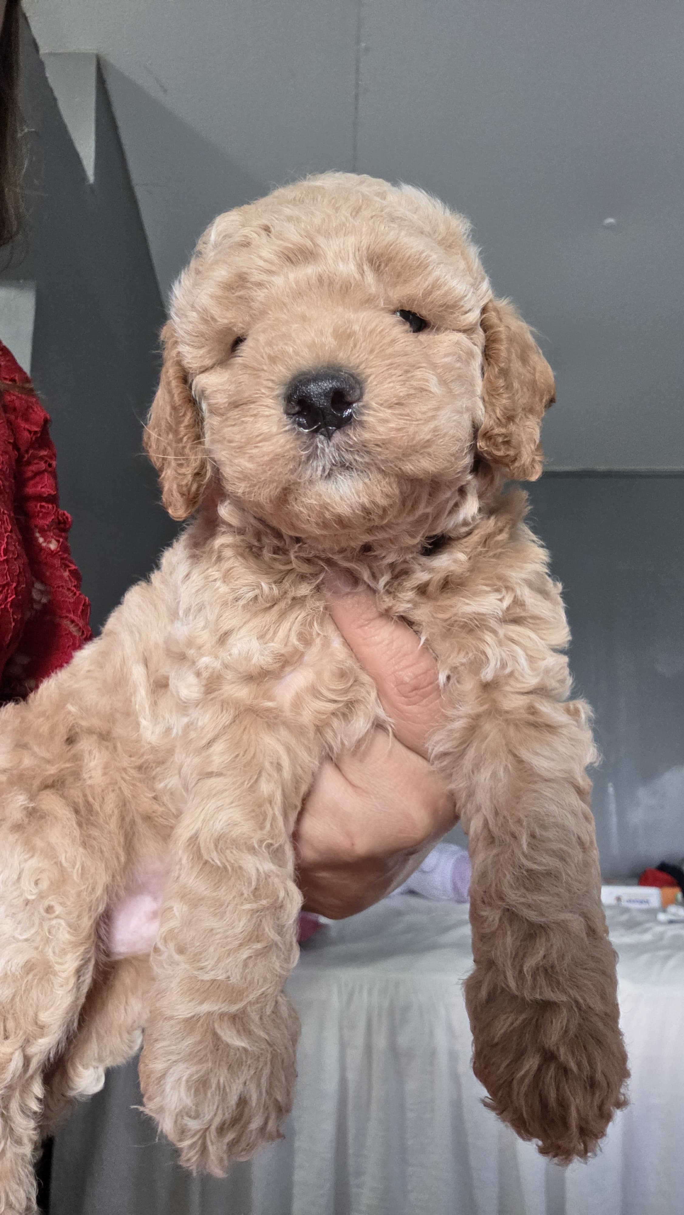 Cooper  – Maltipoo puppy for sale in Pearland, TX