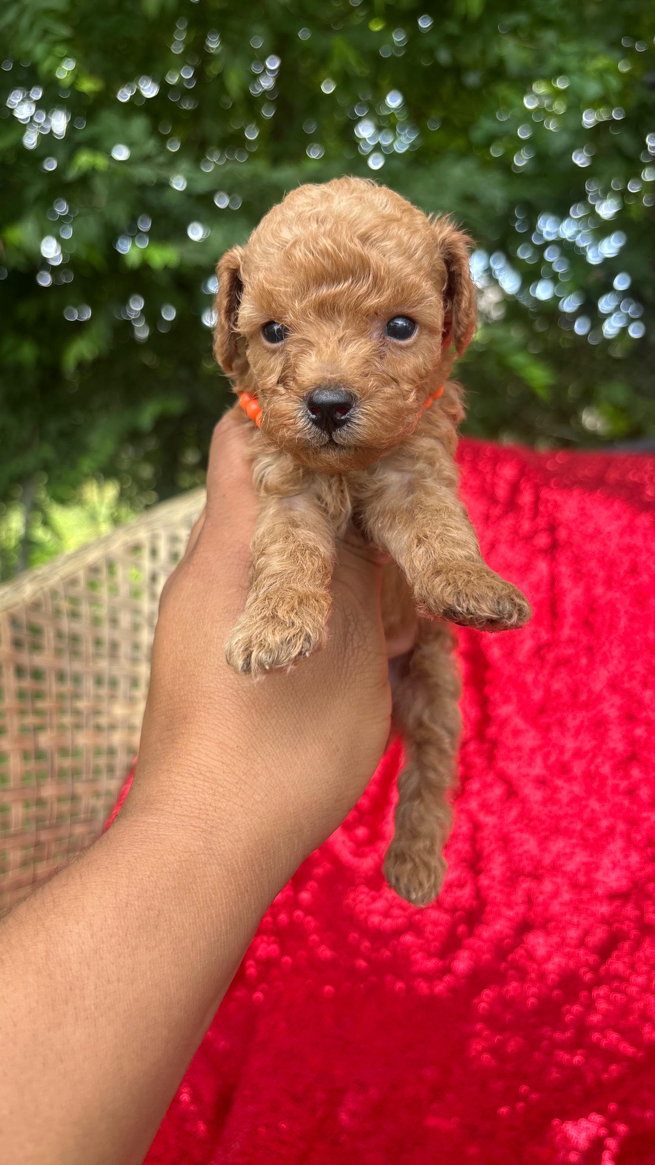 Teddy  – Poodle - Toy  puppy for sale in Pearland, TX