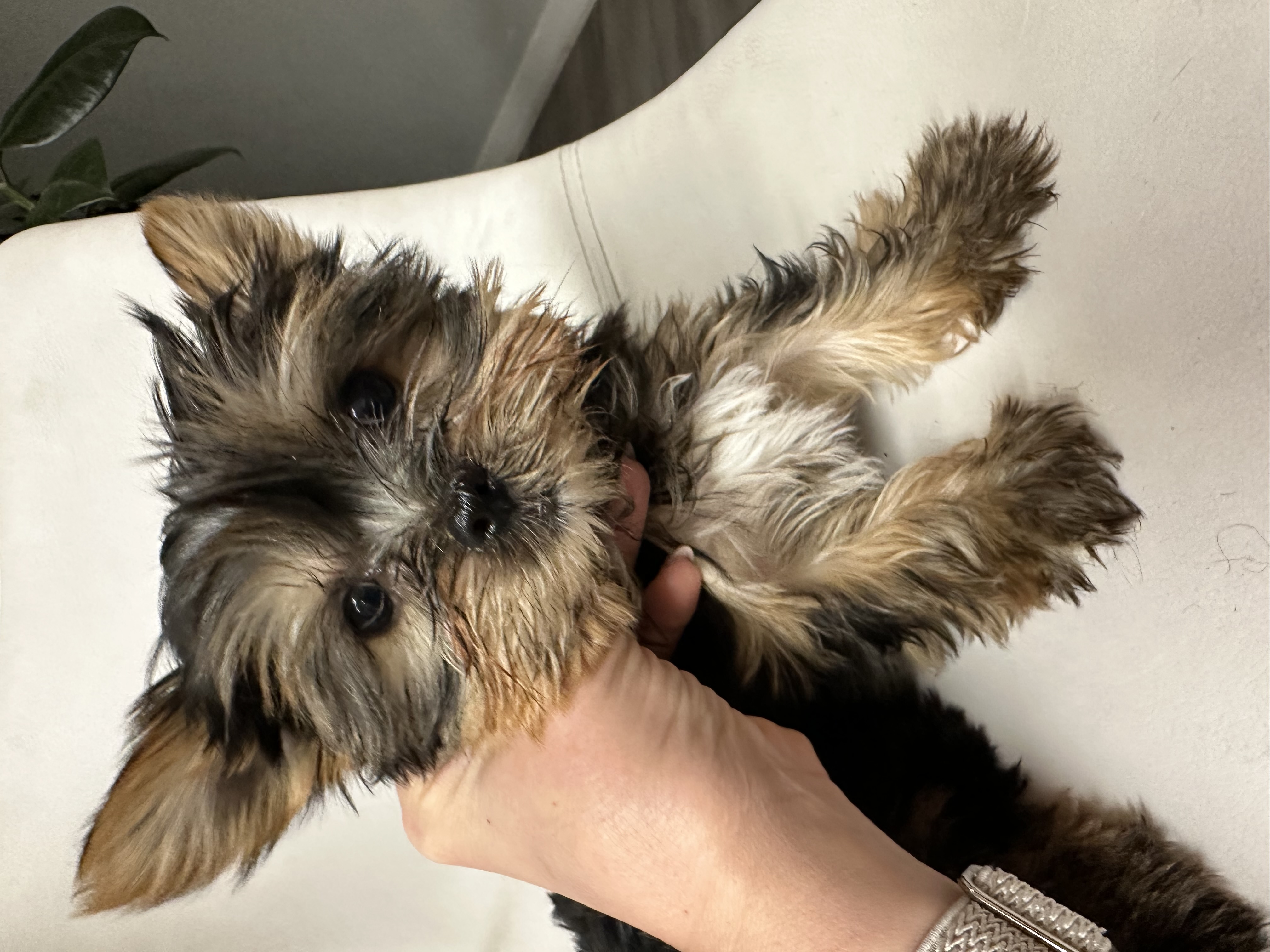 Akc Yorkie Nikki – Yorkshire Terrier puppy for sale in Emmett, ID
