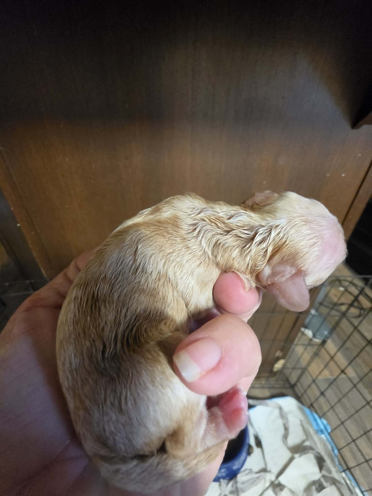 Lexi – Poodle - Miniature  puppy for sale in Ardmore, OK