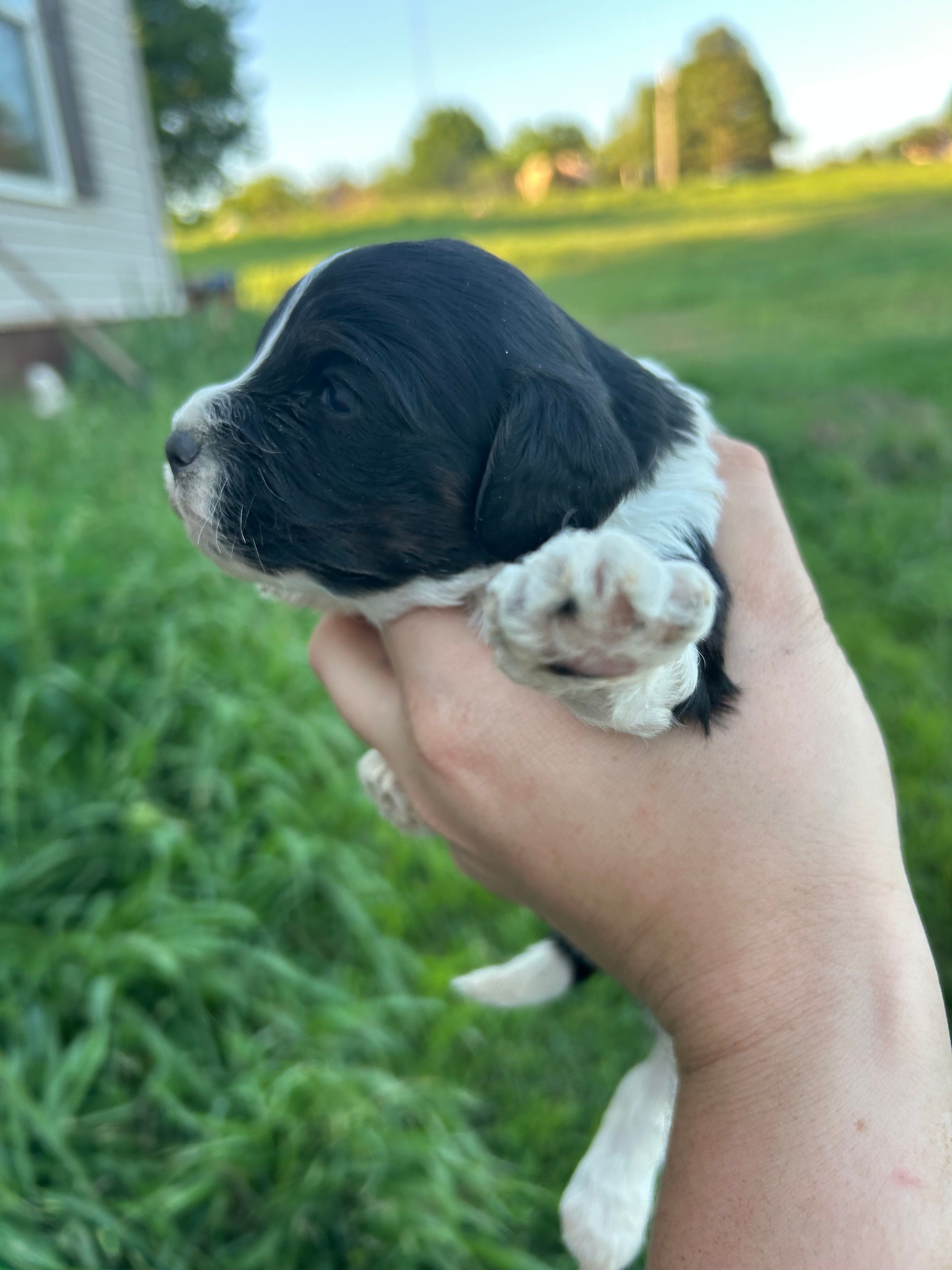 Cowboy – Cavapoo puppy for sale in Ardmore, OK