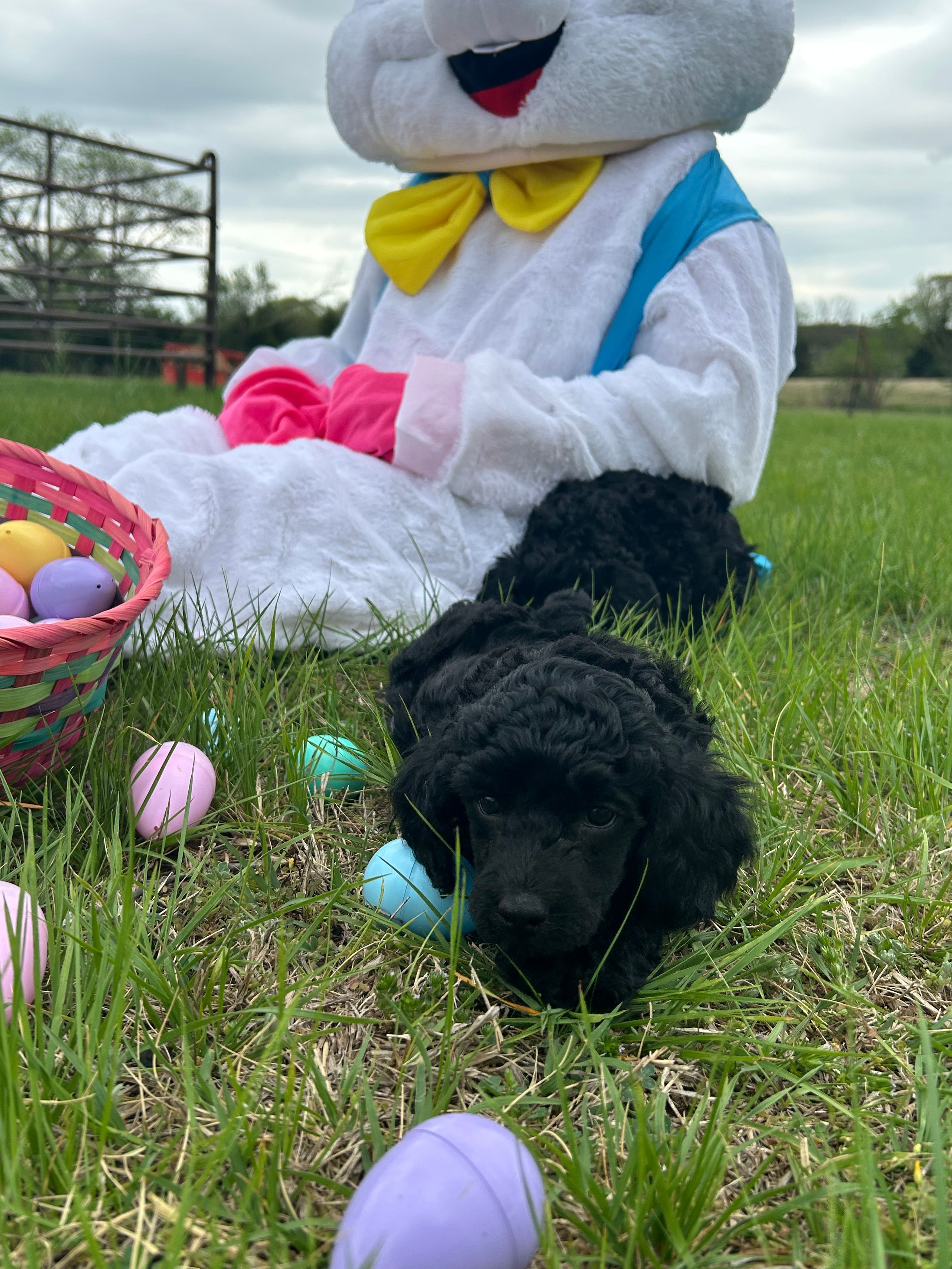 Jake – Poodle - Miniature  puppy for sale in Ardmore, OK