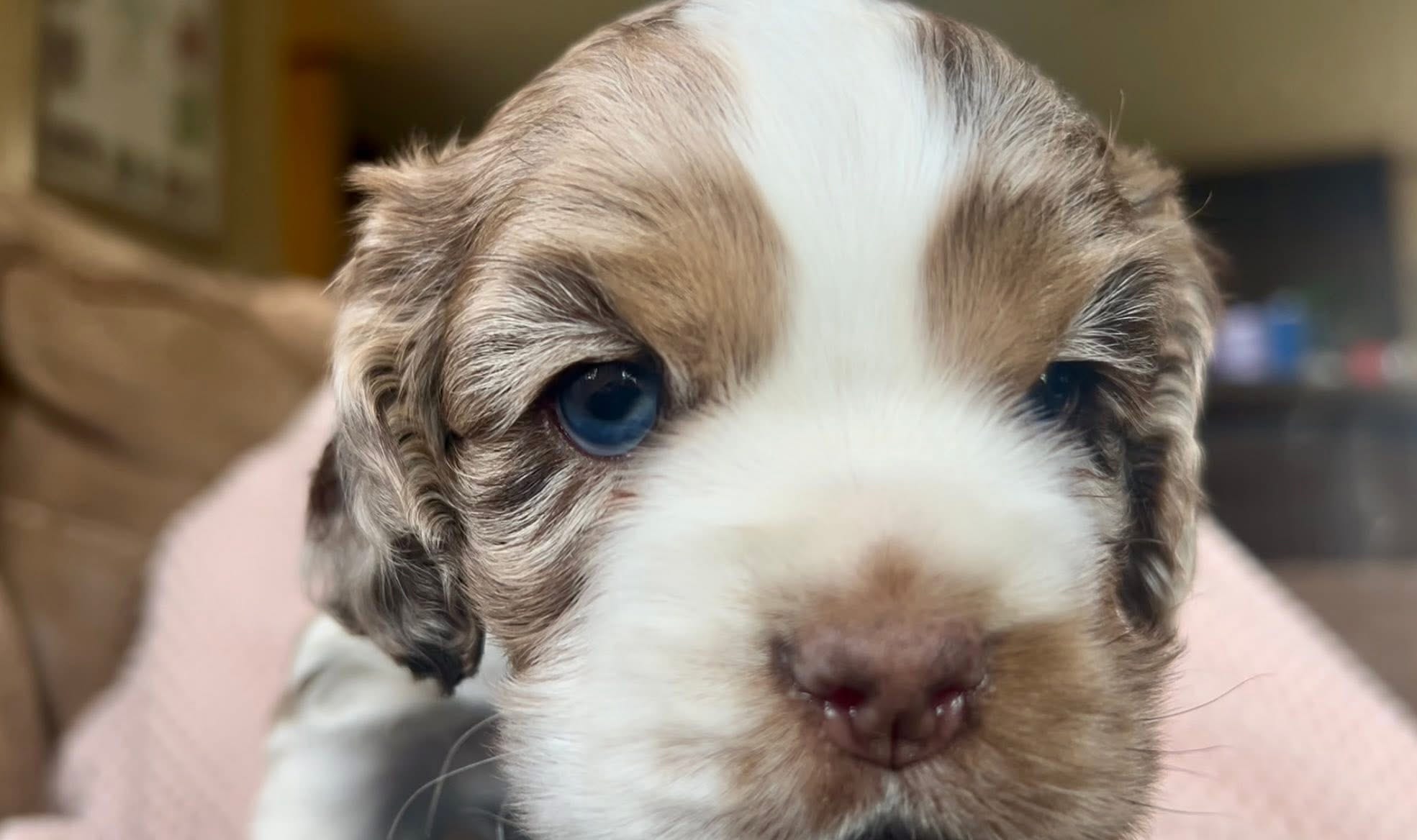 Lady Mae – Cocker Spaniel puppy for sale in Ardmore, OK